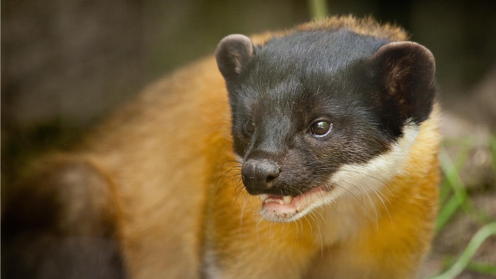 Download Animal Marten Image