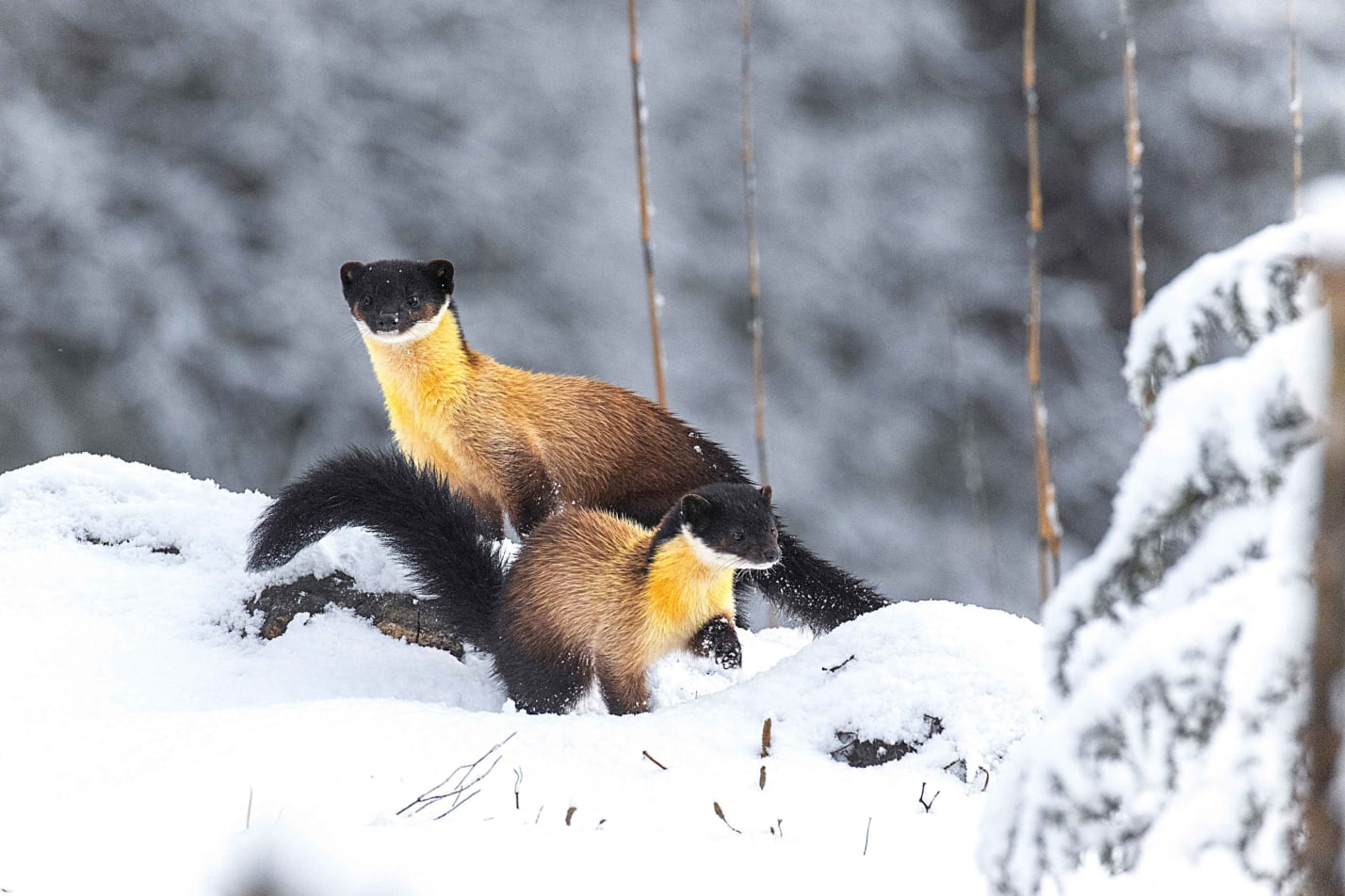Yellow Throated Marten