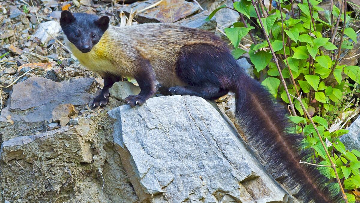 Yellow Throated Marten. NatureRules1