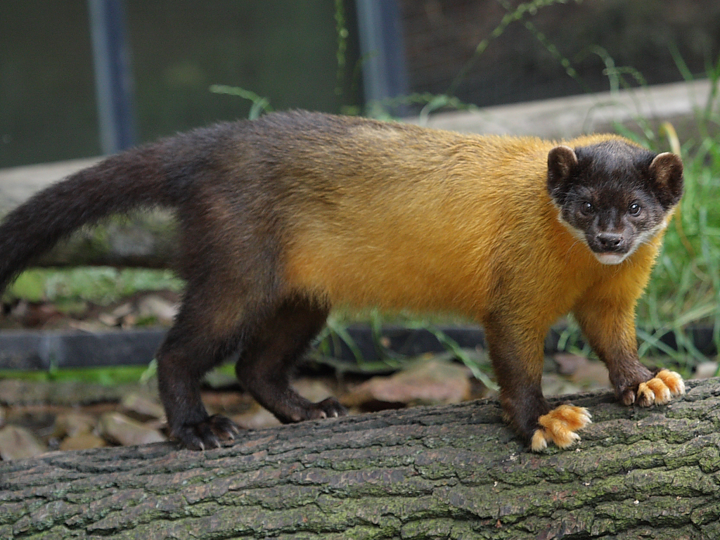 Buntmarder / Yellow Throated Marten