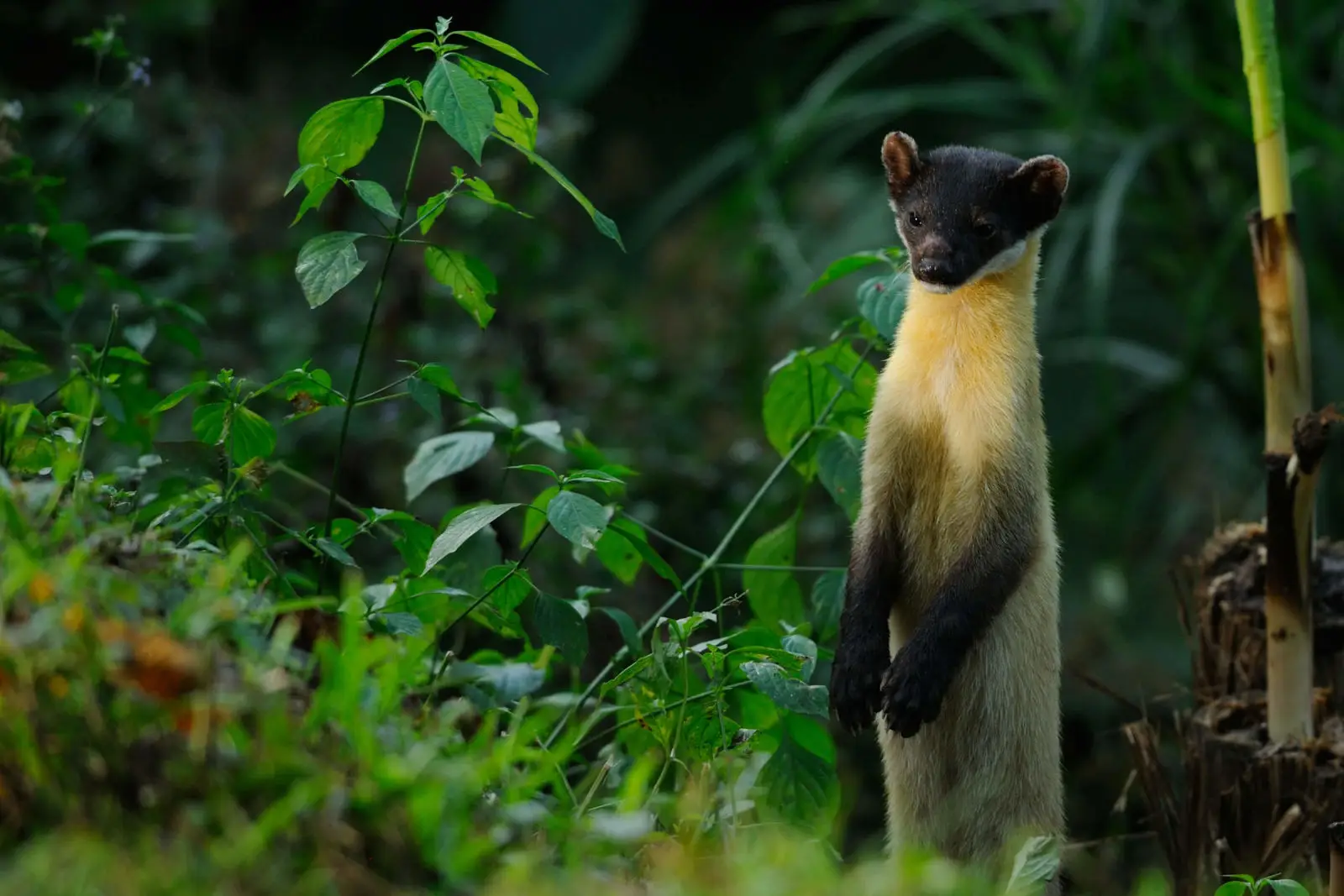 Yellow Throated Marten, Diet