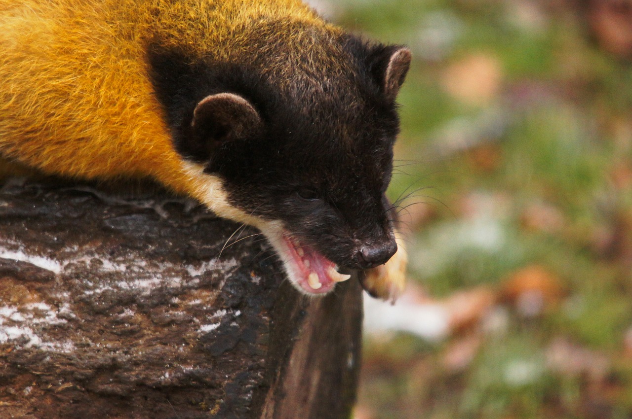 Yellow throated marten, marten, animals