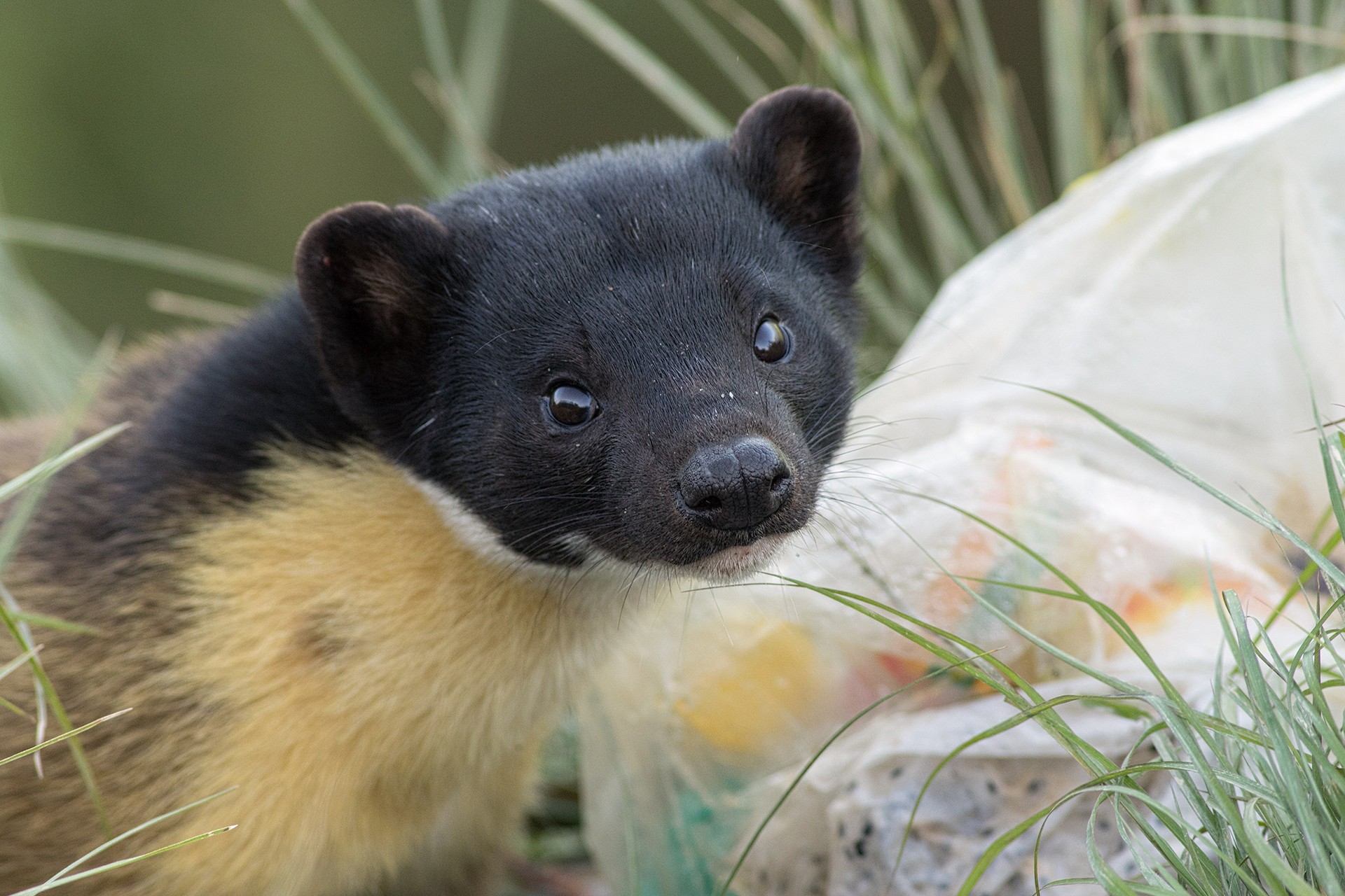 Yellow Throated Martens Of Kartikeya