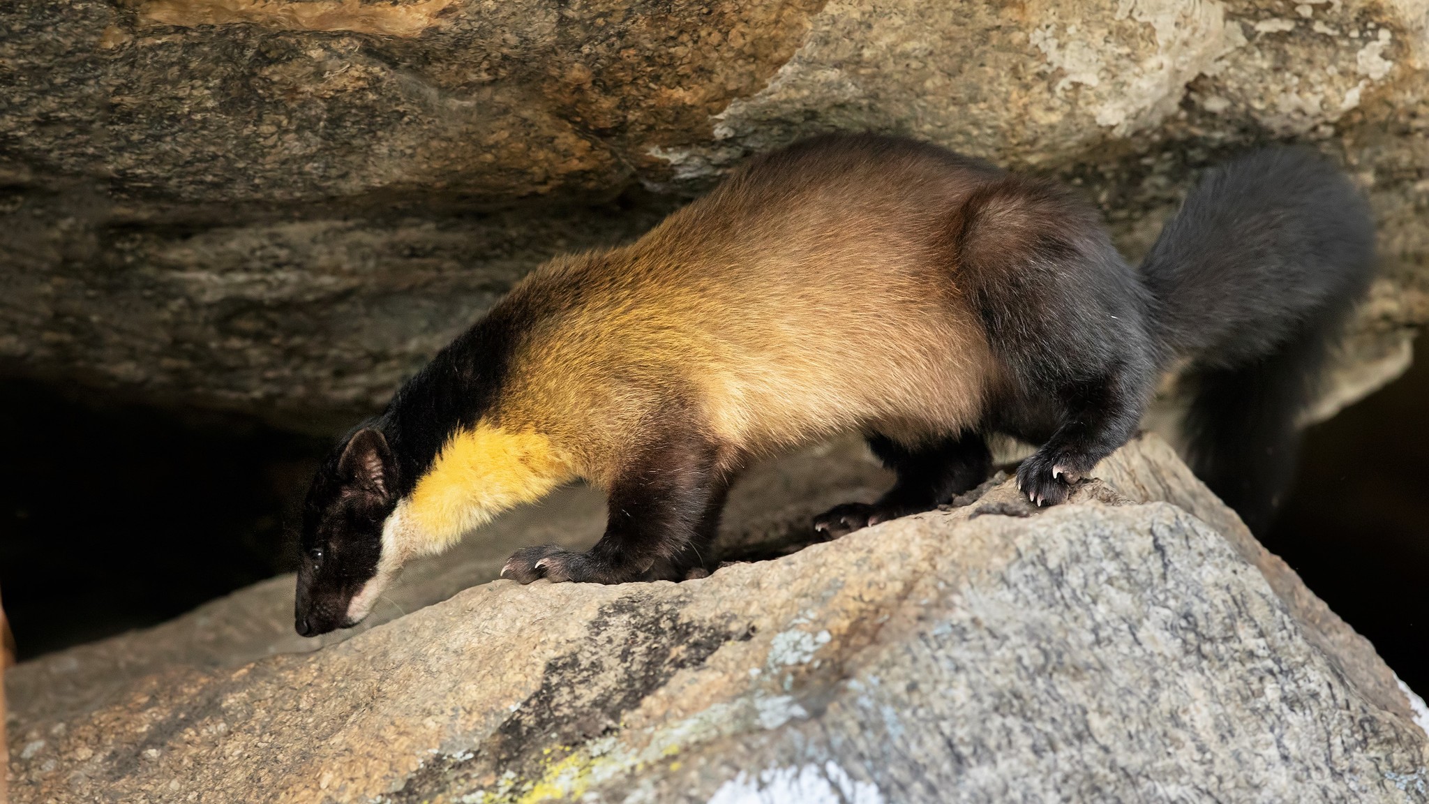 Photos Of Yellow Throated Marten