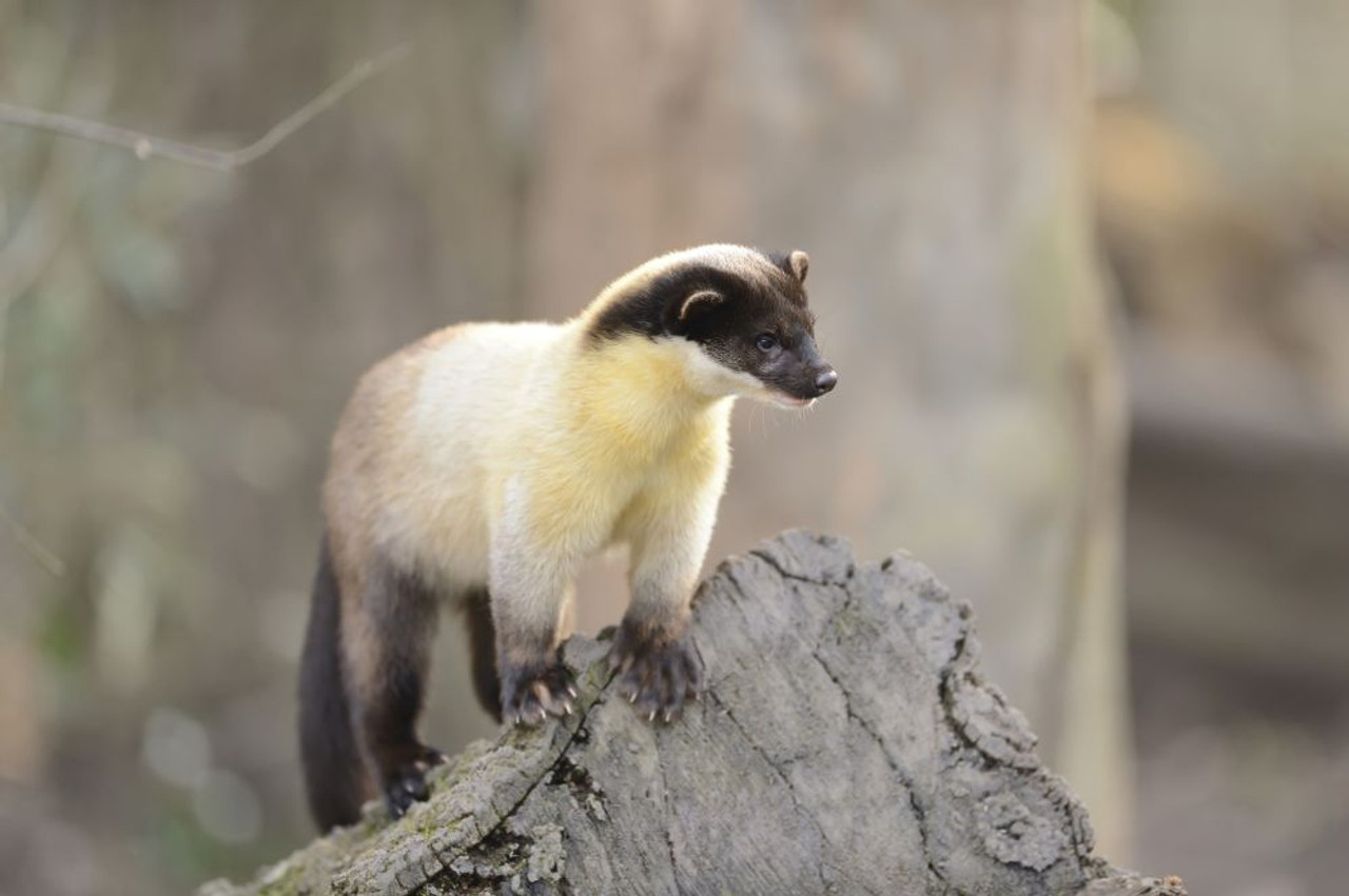 Tree, Bavaria, Germany Poster Print