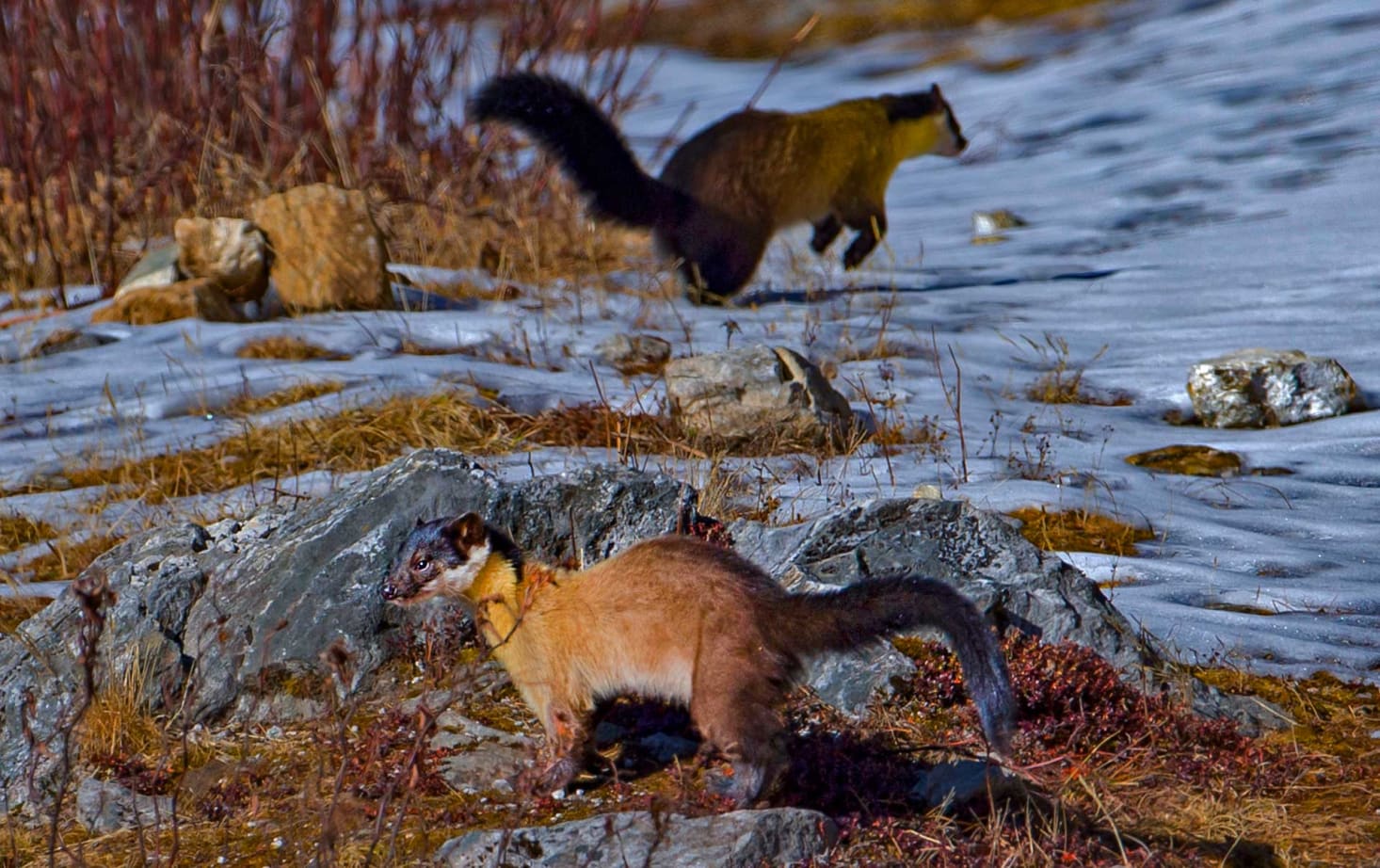 Yellow Throated Marten