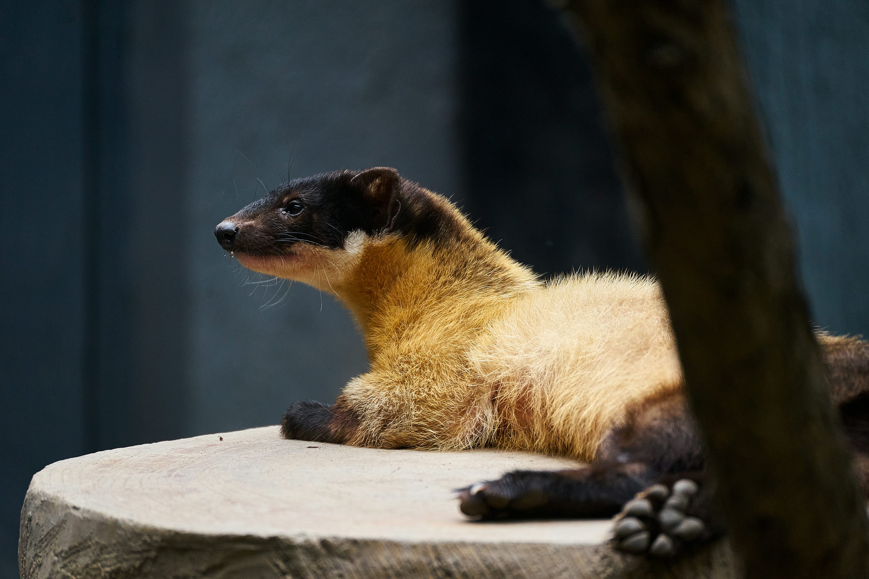 A raccoon sitting on a rock photo