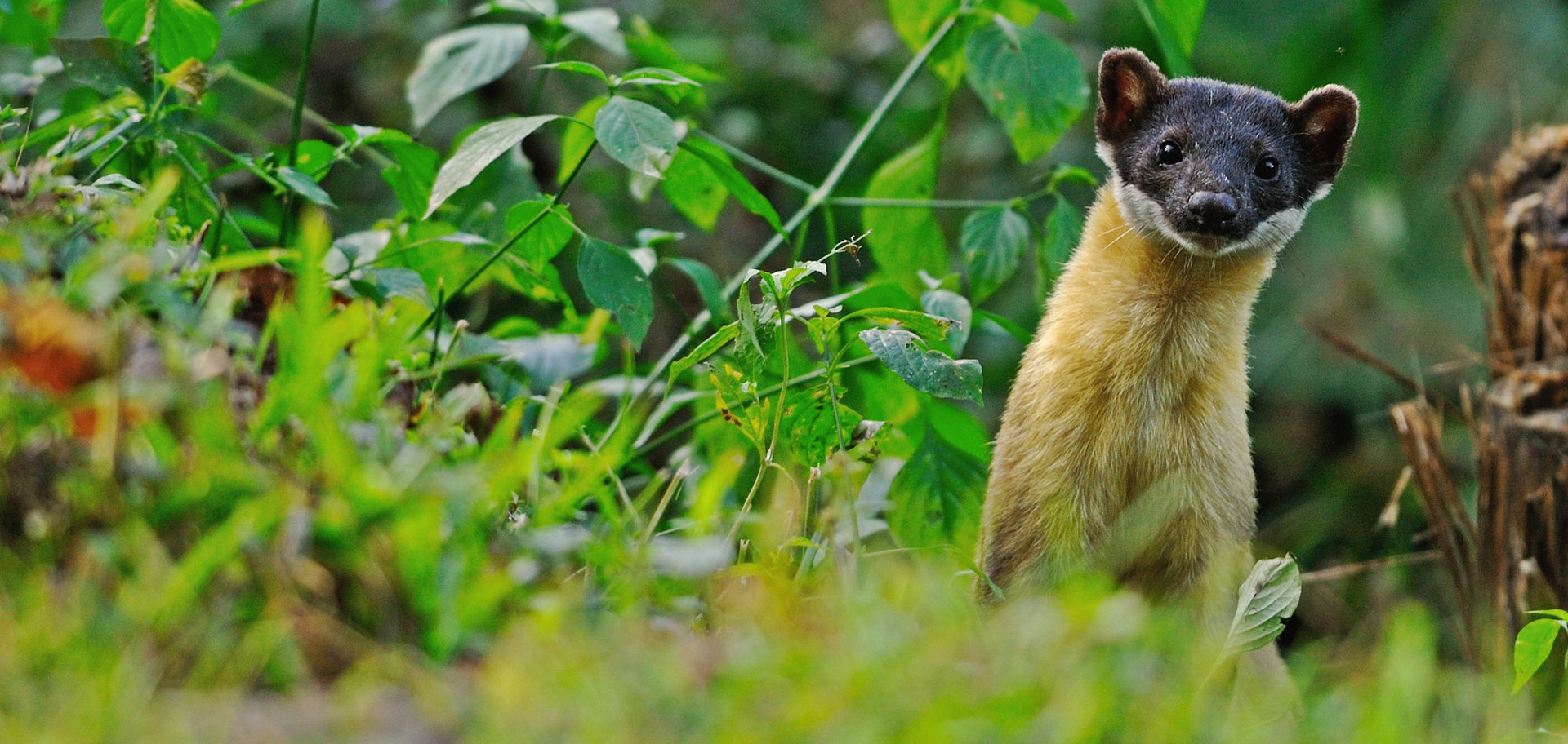 Yellow Throated Marten