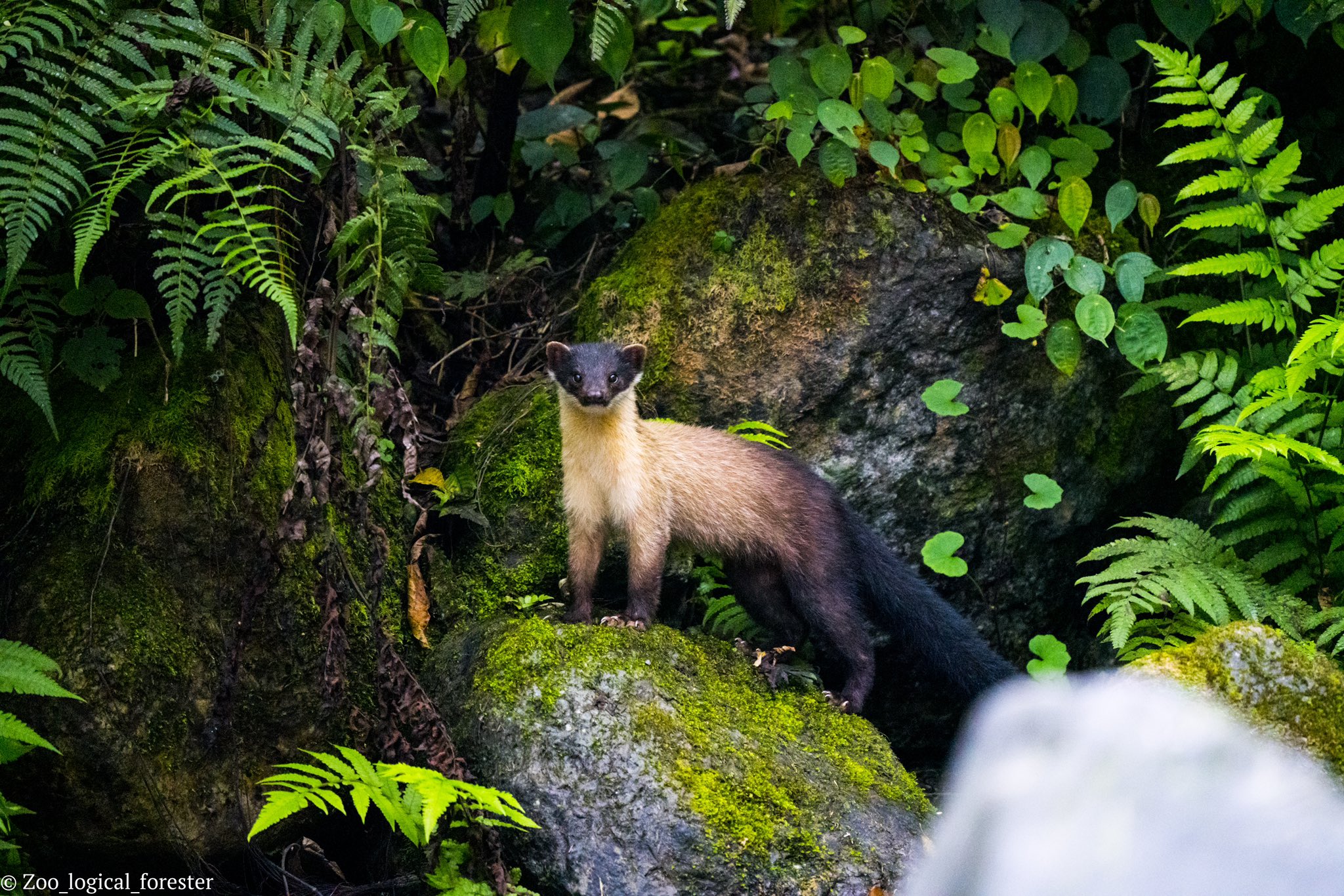 Yellow Throated Marten