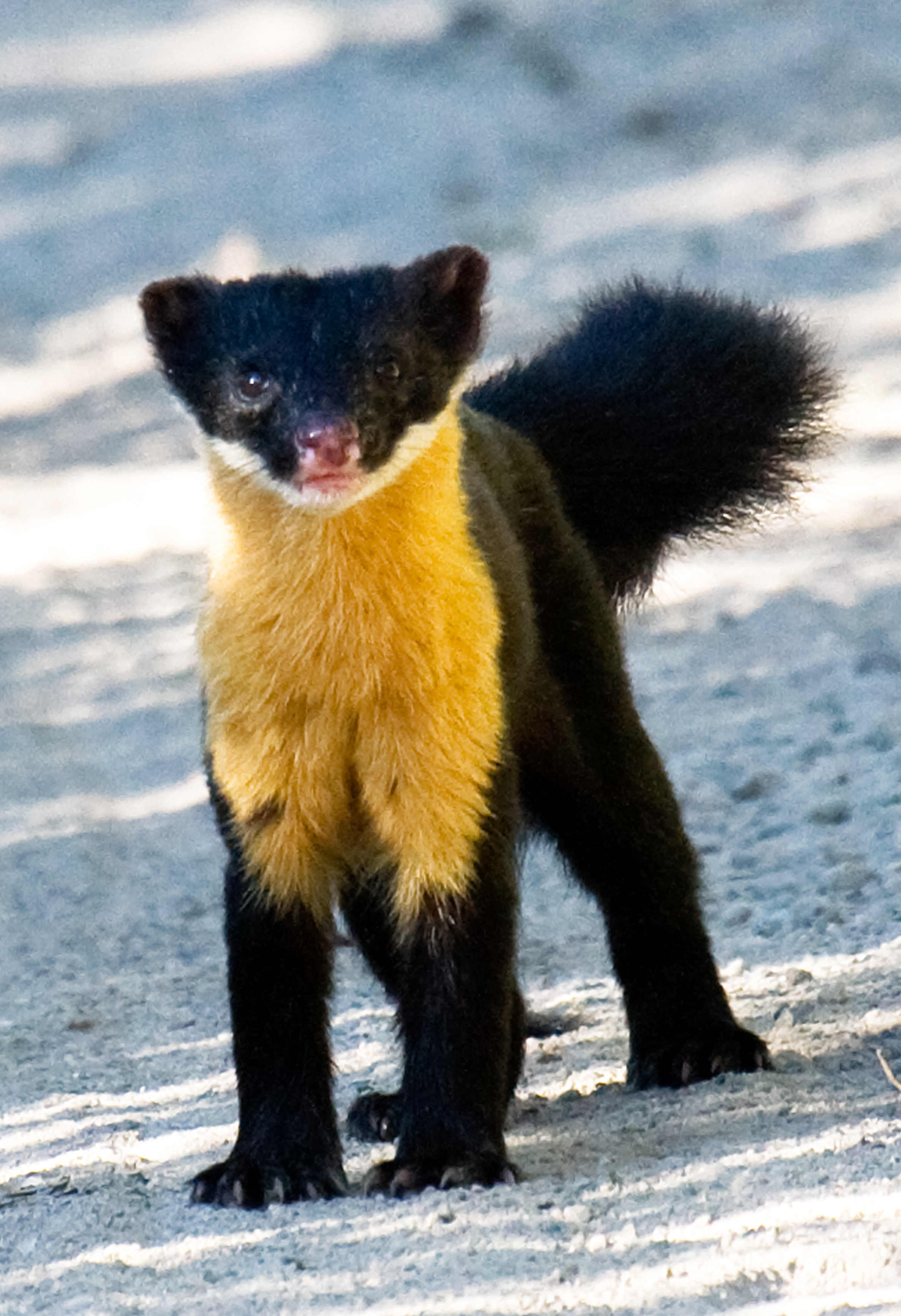 Nilgiri marten