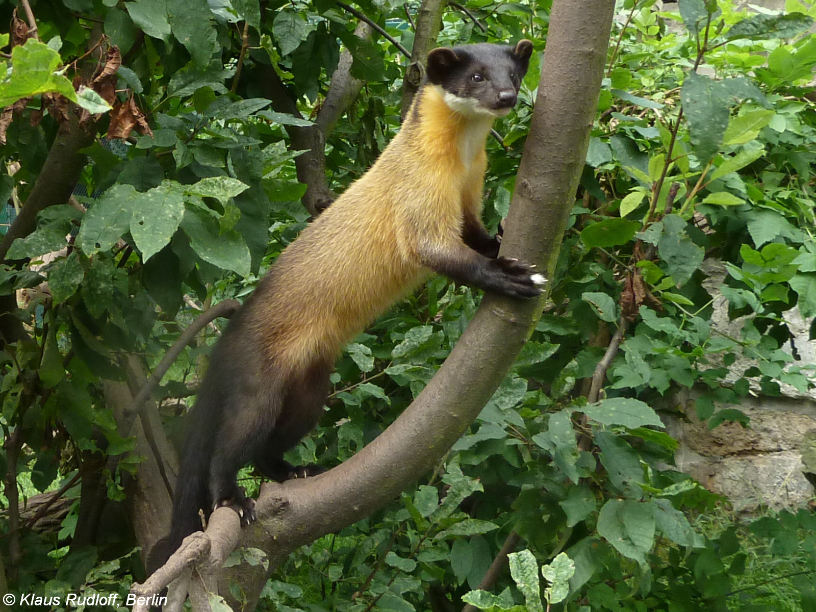 Martes flavigula aterrima Siberian