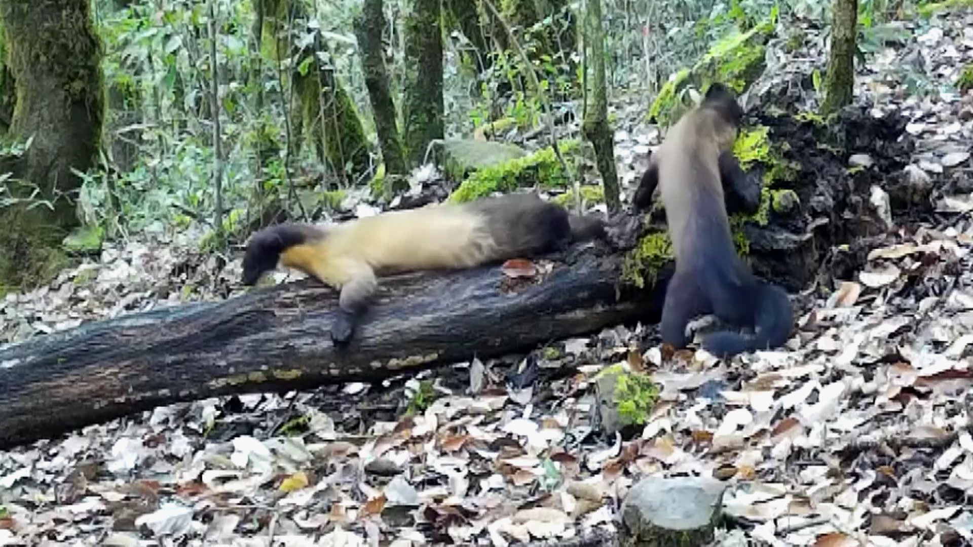 Yellow Throated Martens Mark Territory