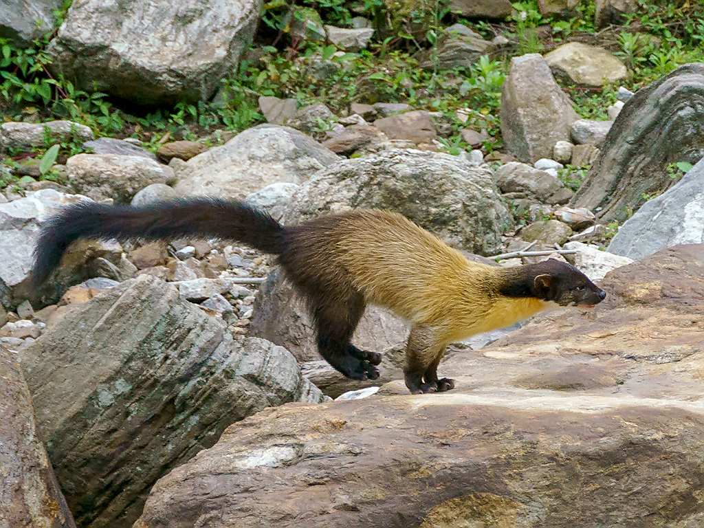 Yellow Throated Marten Martes