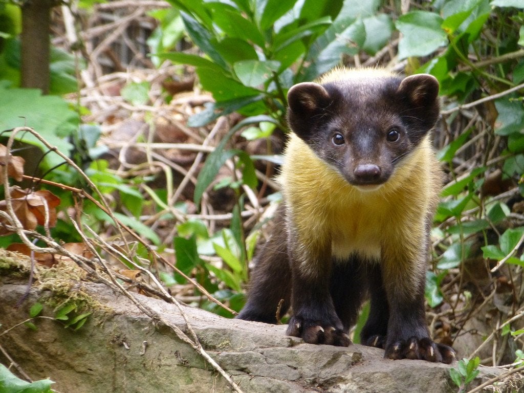 A Group Of Yellow Throated Martens Can