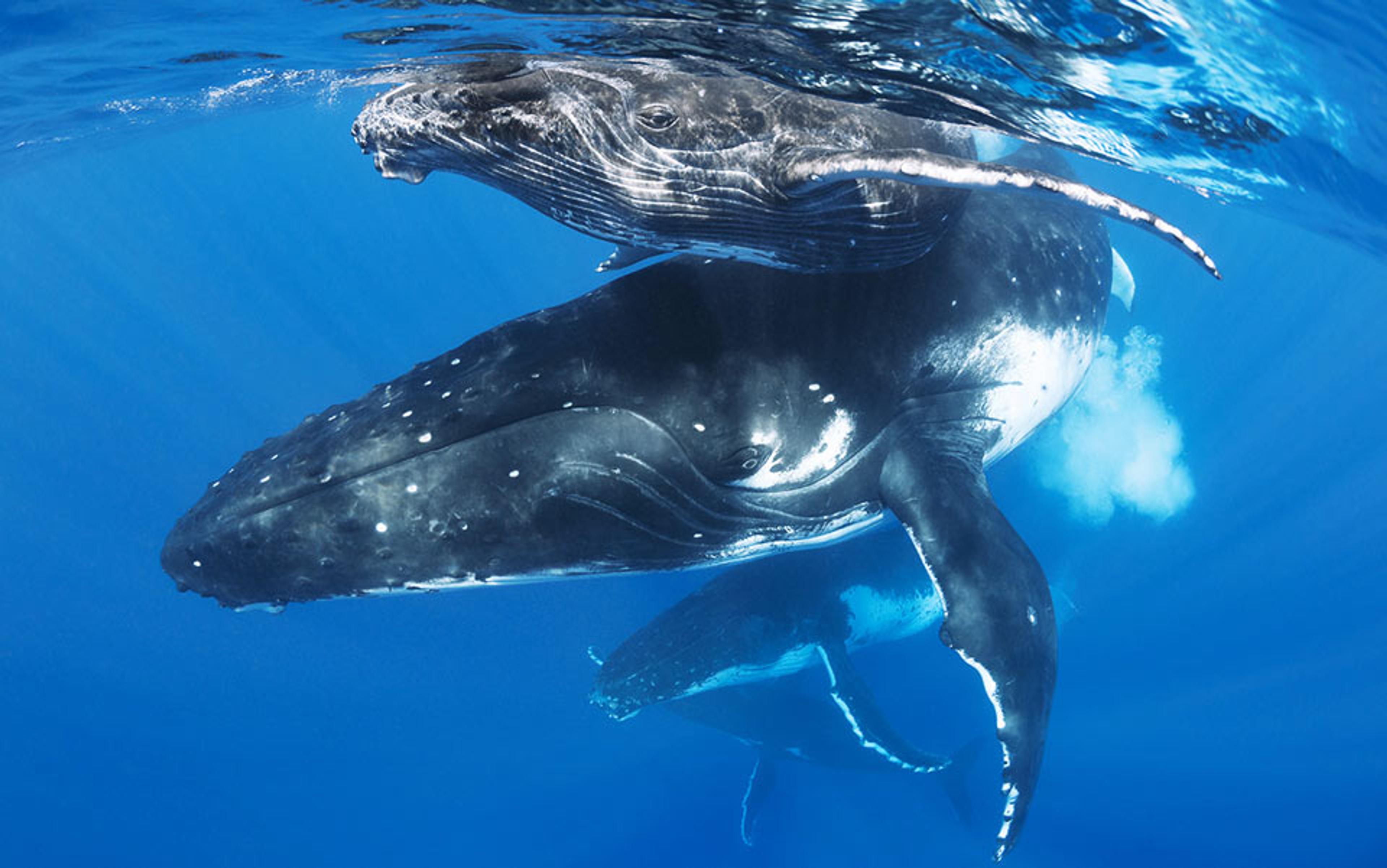 What would happen in the ocean if