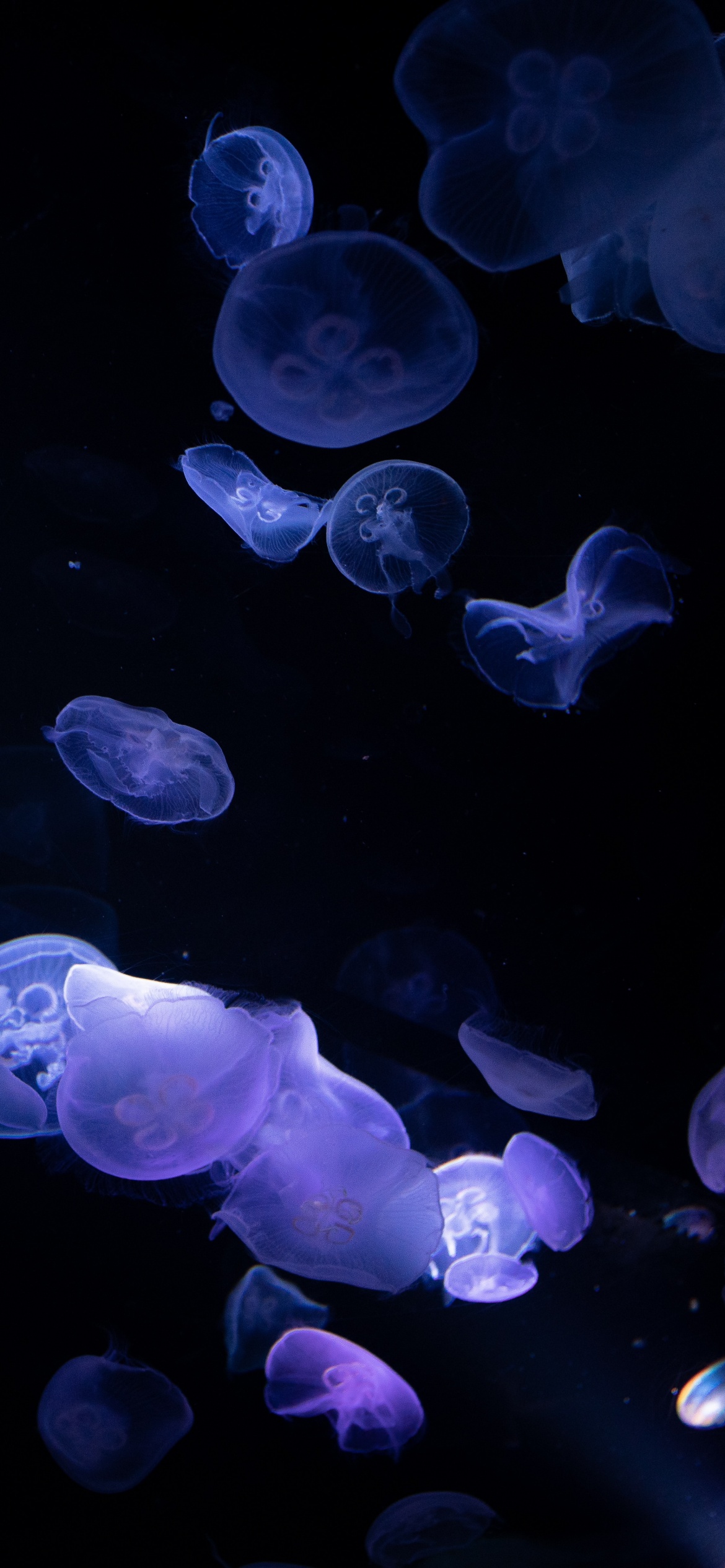 Jellyfishes Wallpaper 4K, 8K