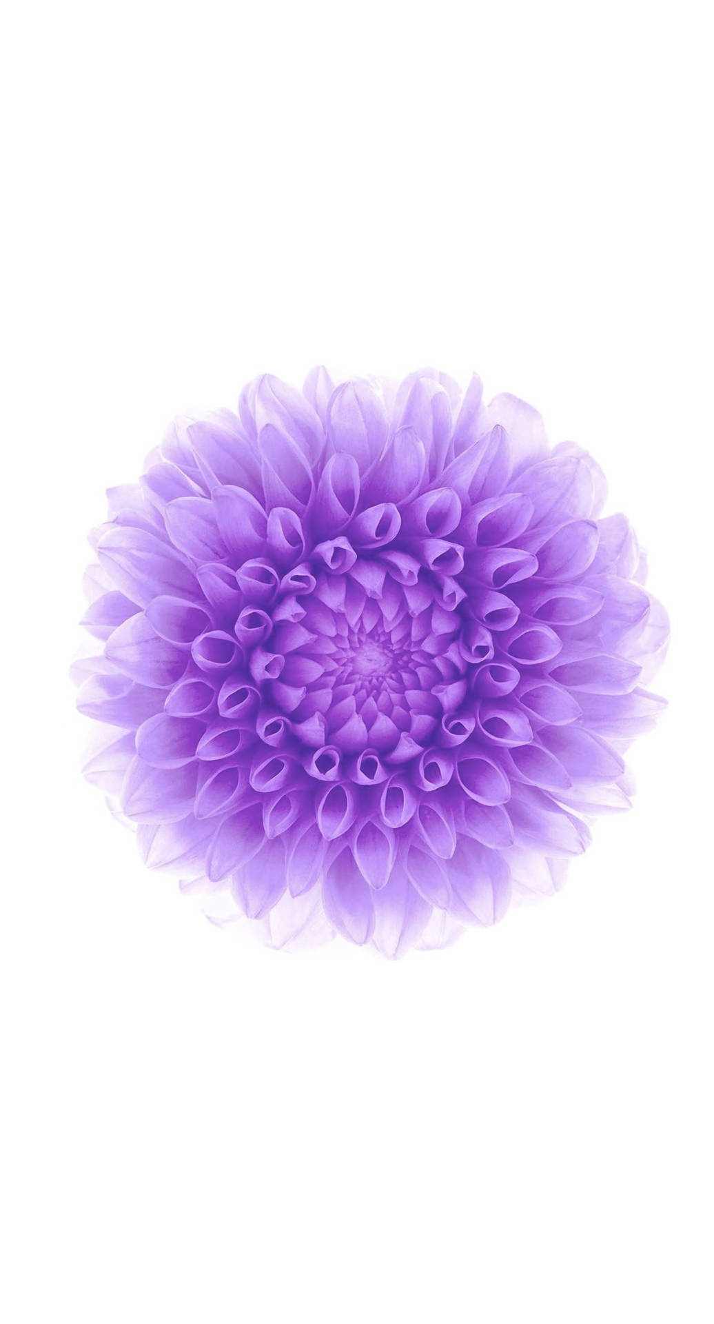 Flower Purple iPhone Wallpaper