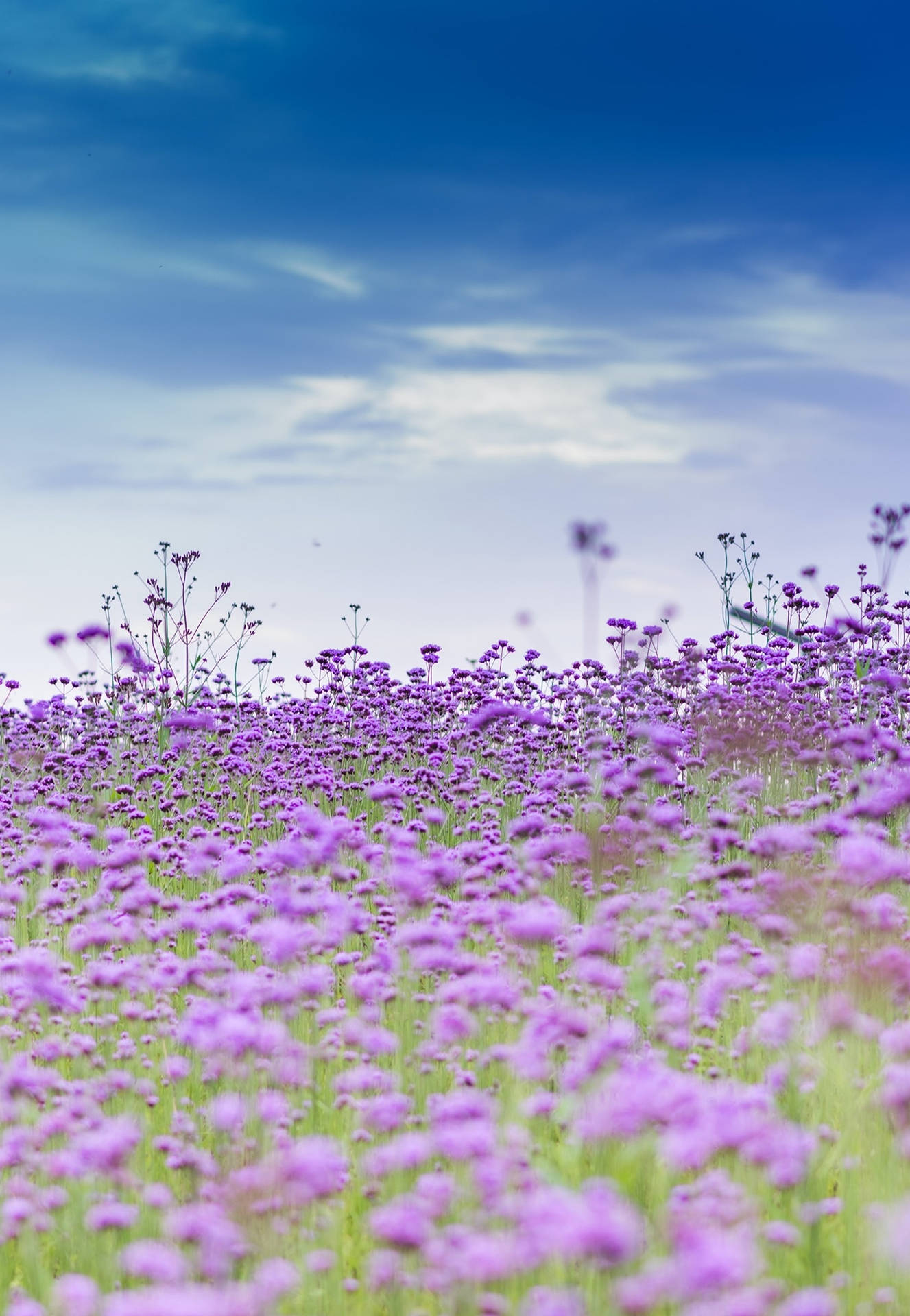 Beautiful Field Of Purpletop Vervain