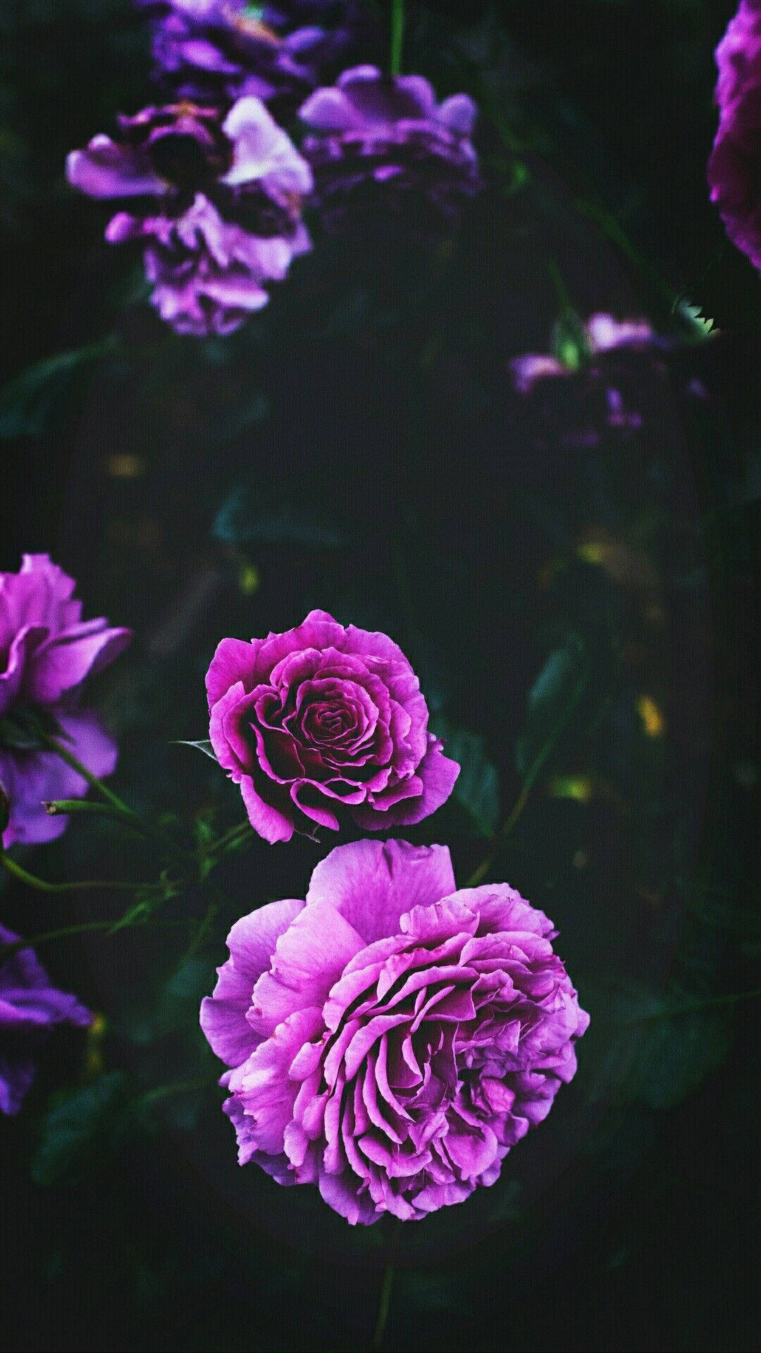 Purple Roses Flowers Black Background