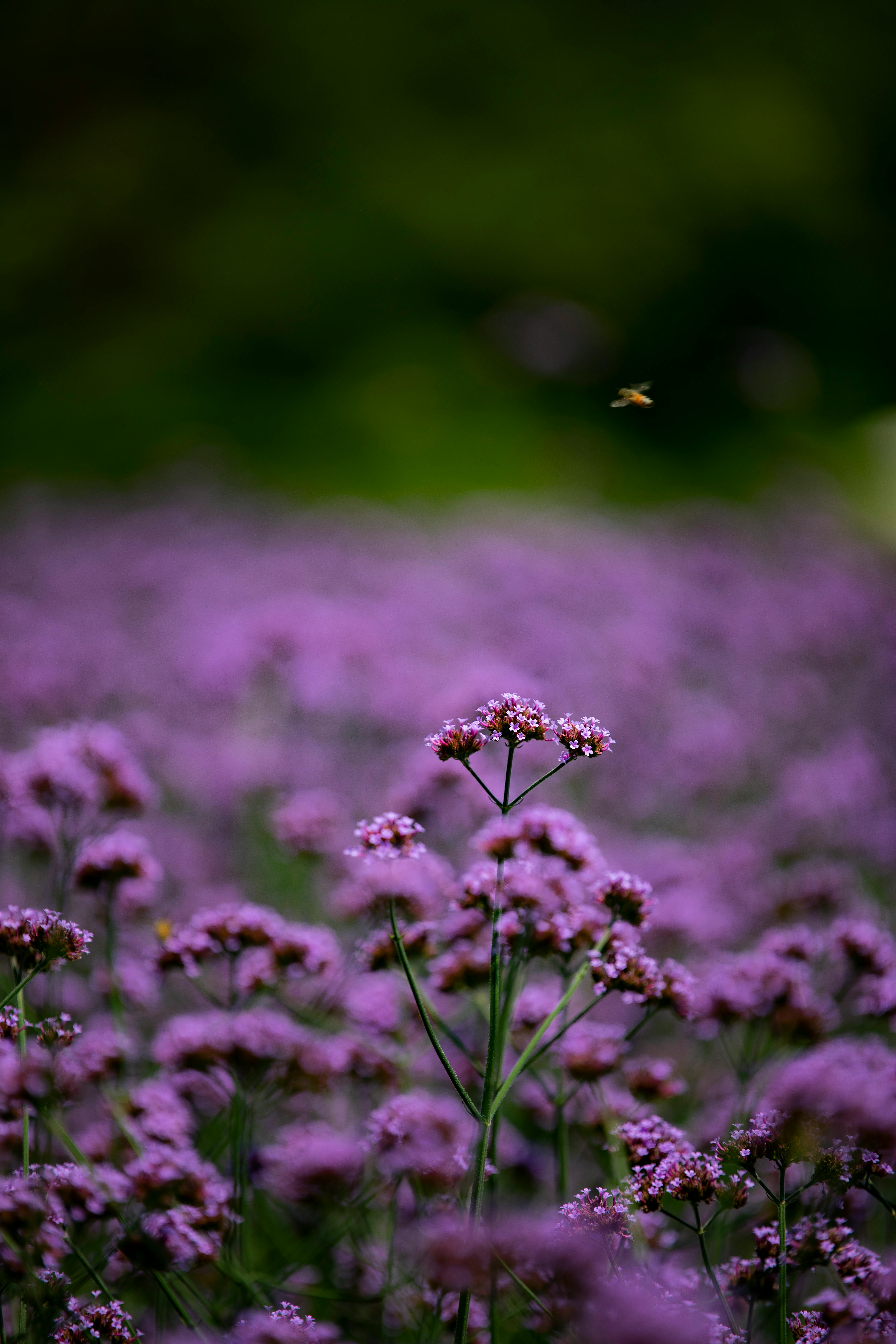 Field of Purple Flowers · Free