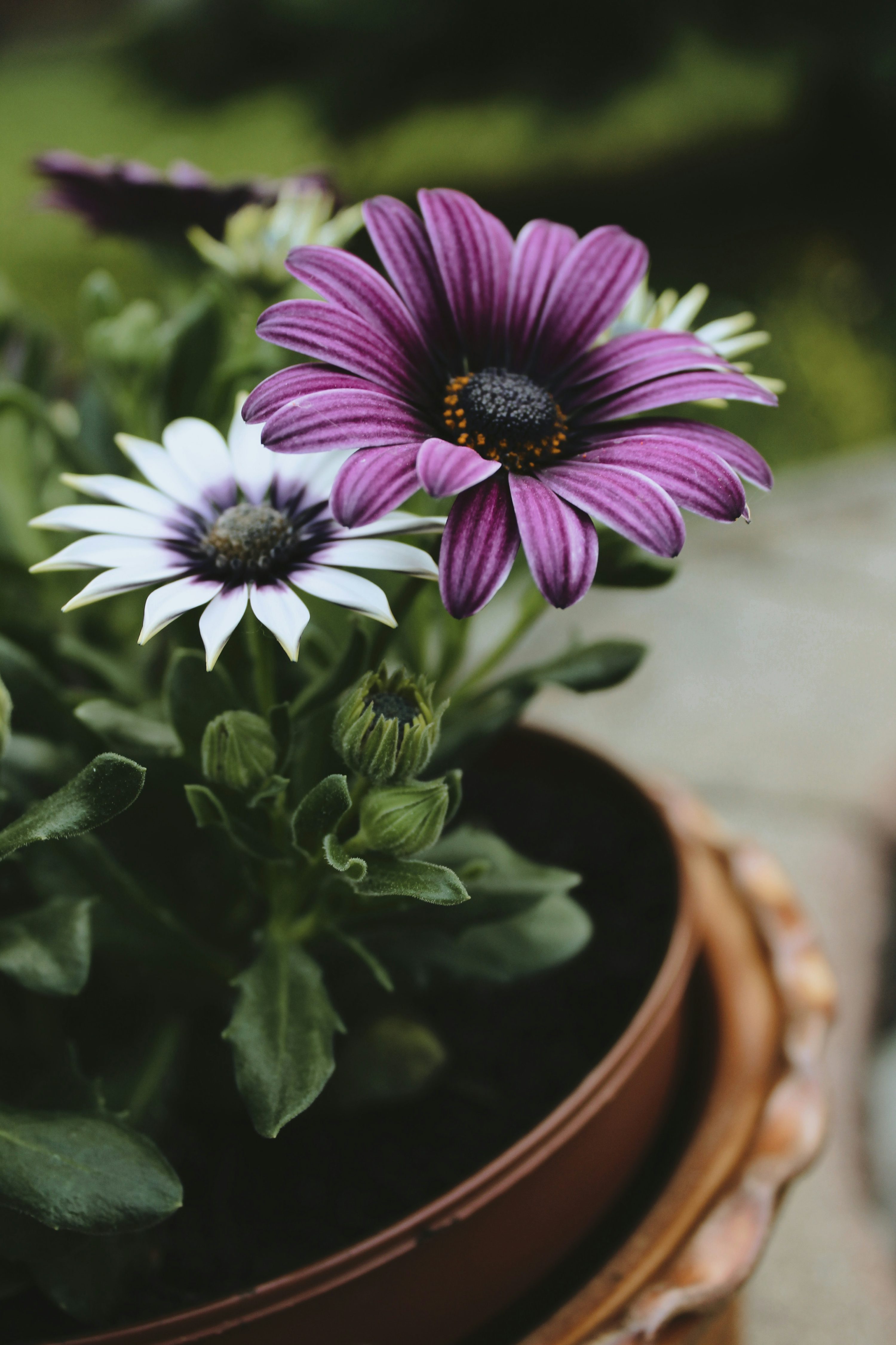 A close up of a purple flower in a pot