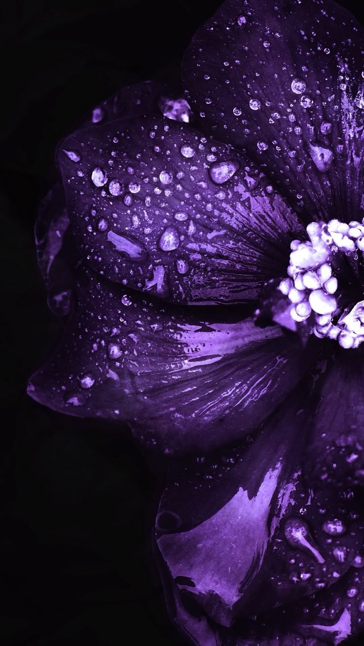 Purple flowers wallpaper