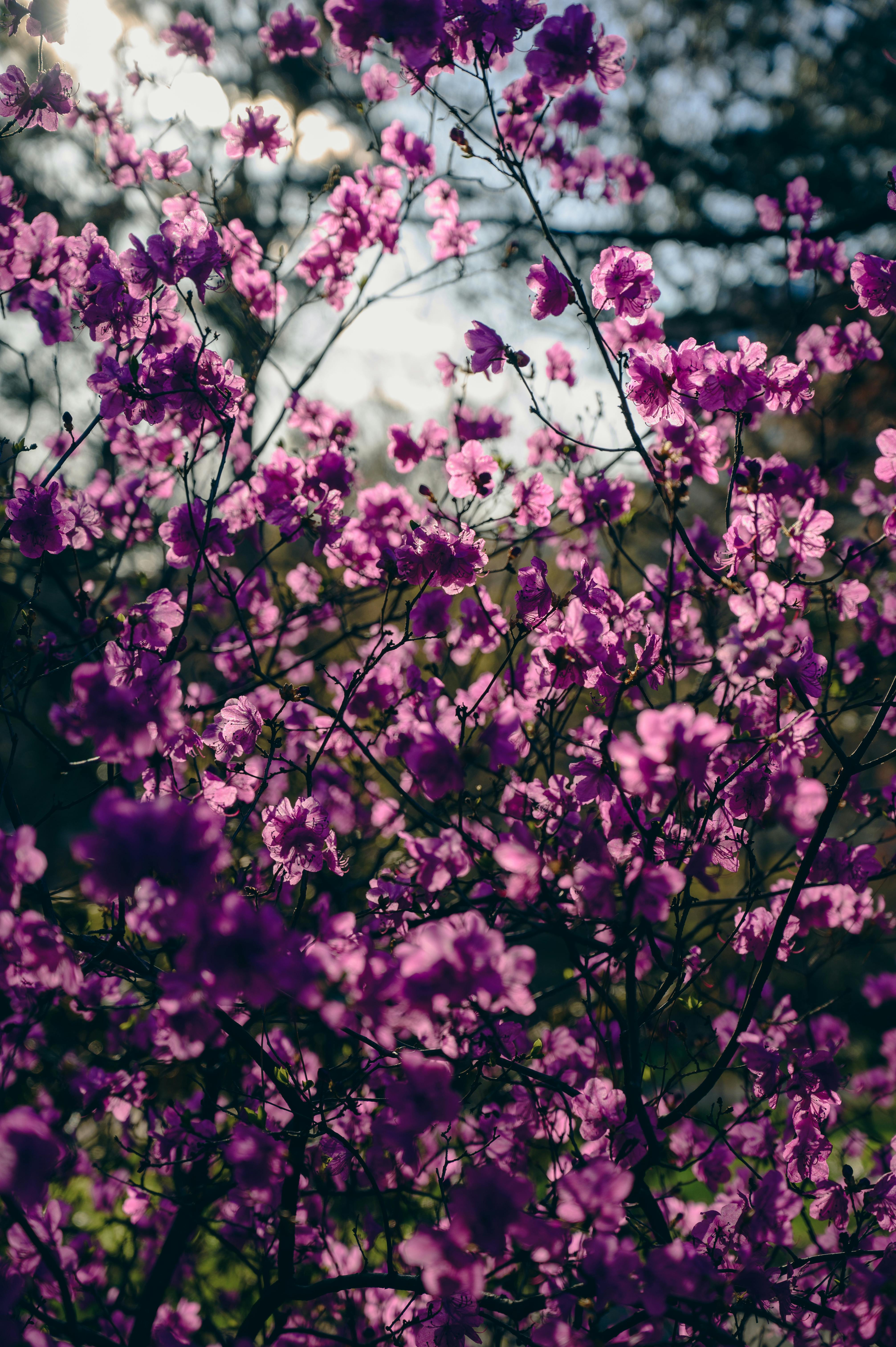Purple Flowers in Spring · Free
