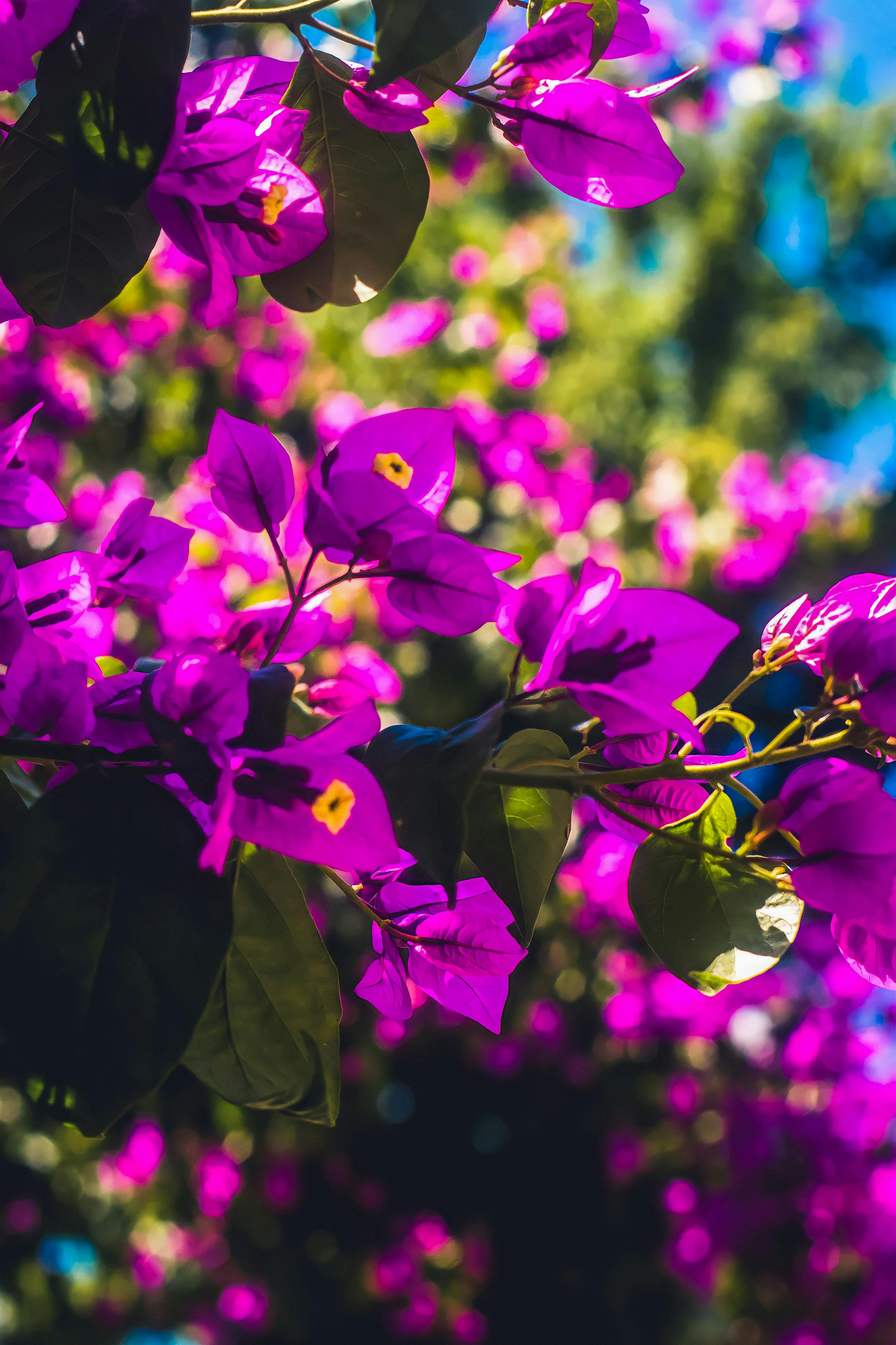 Close up of Purple Flowers · Free Stock