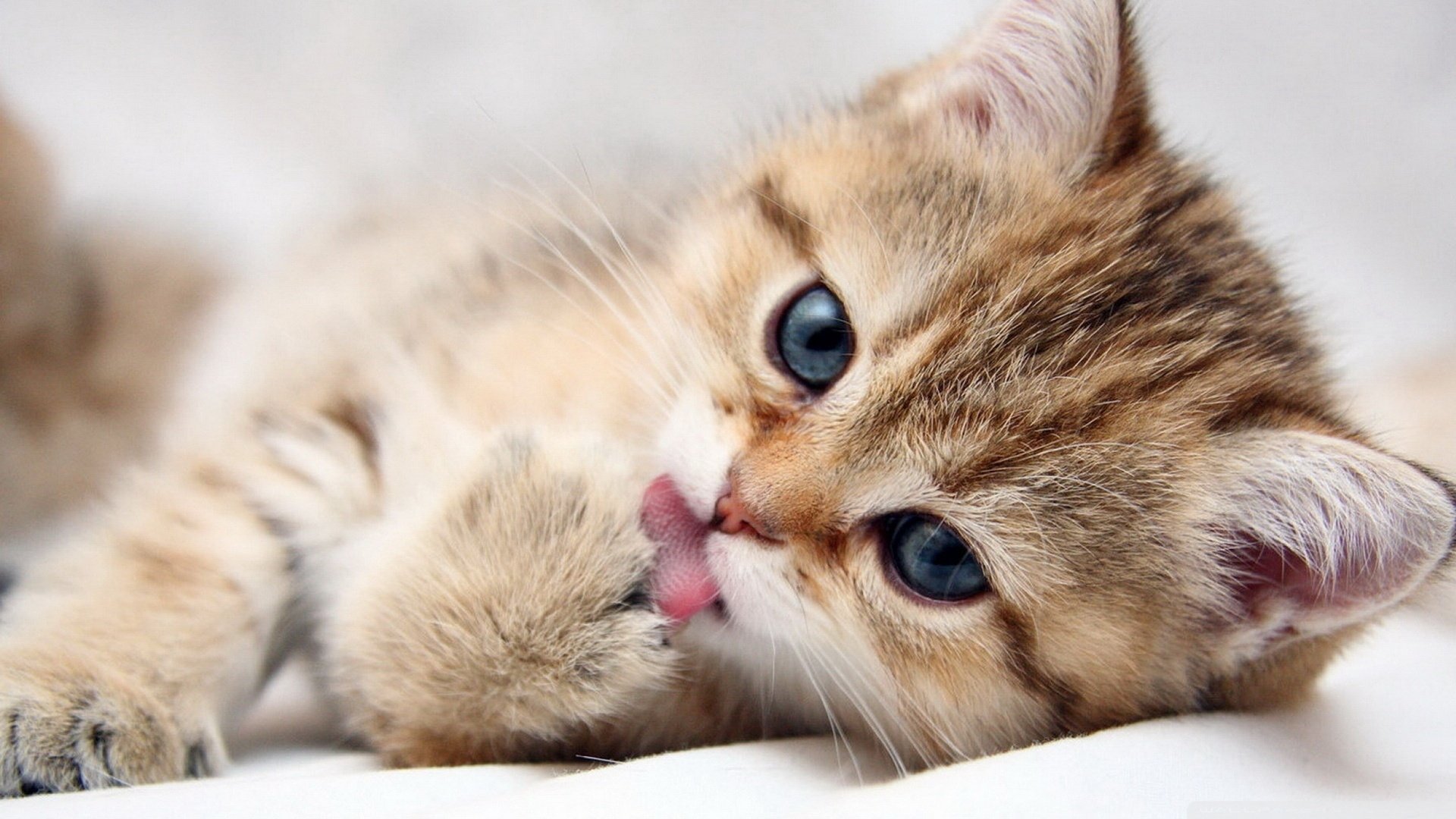 Adorable Cat HD Wallpaper