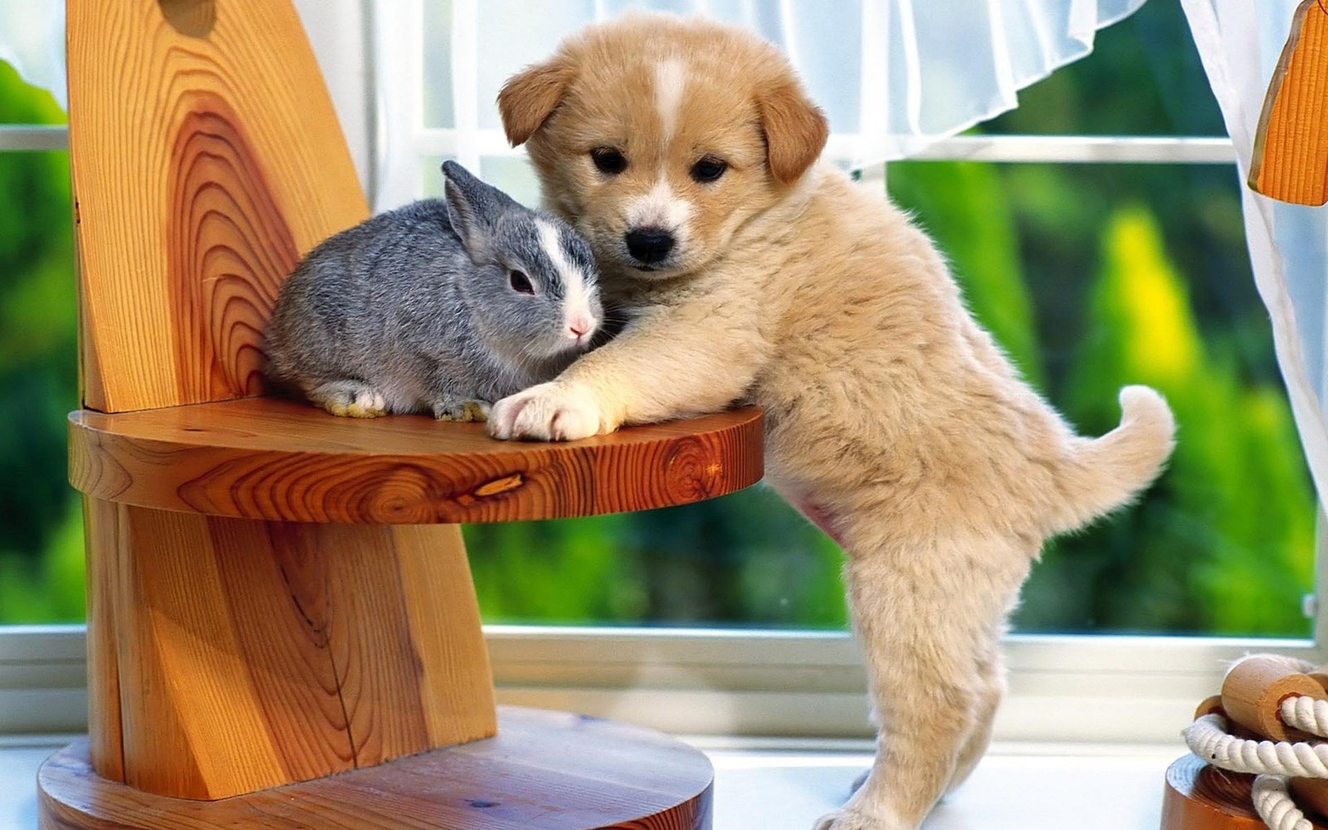Adorable Puppy and Rabbit HD Wallpaper