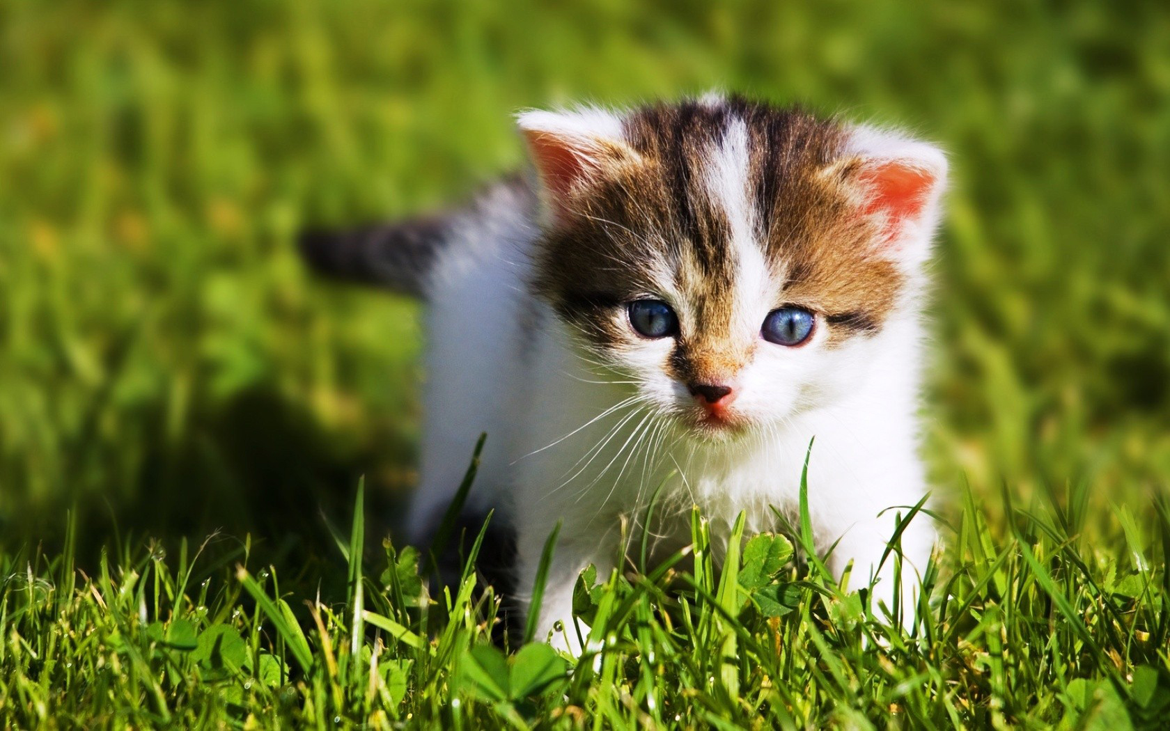 Download Animal Cat Wallpaper