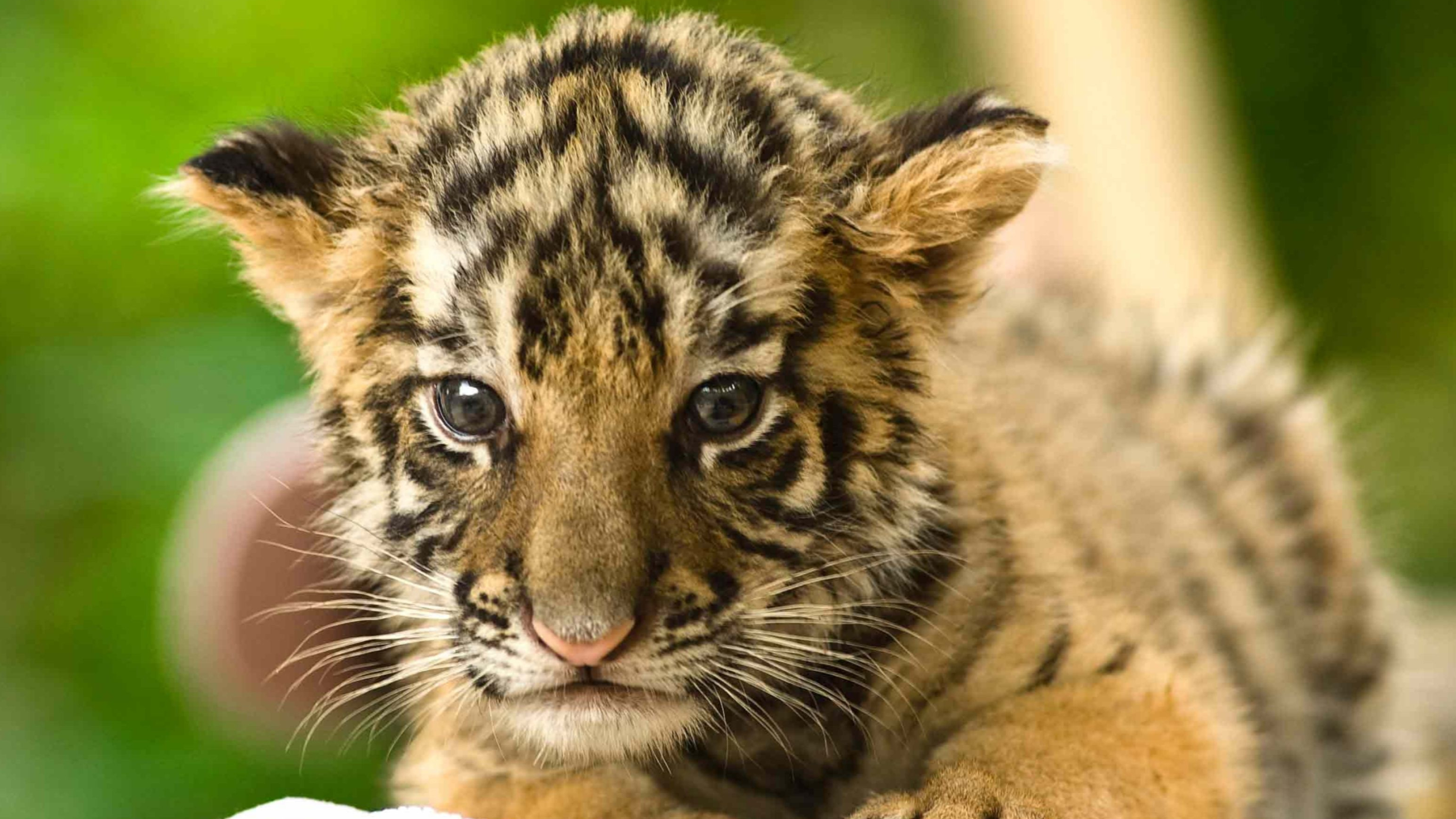 Baby Animal Wallpaper