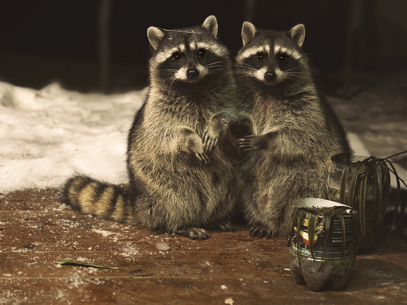 Desktop Wallpaper Raccoons pretty Two