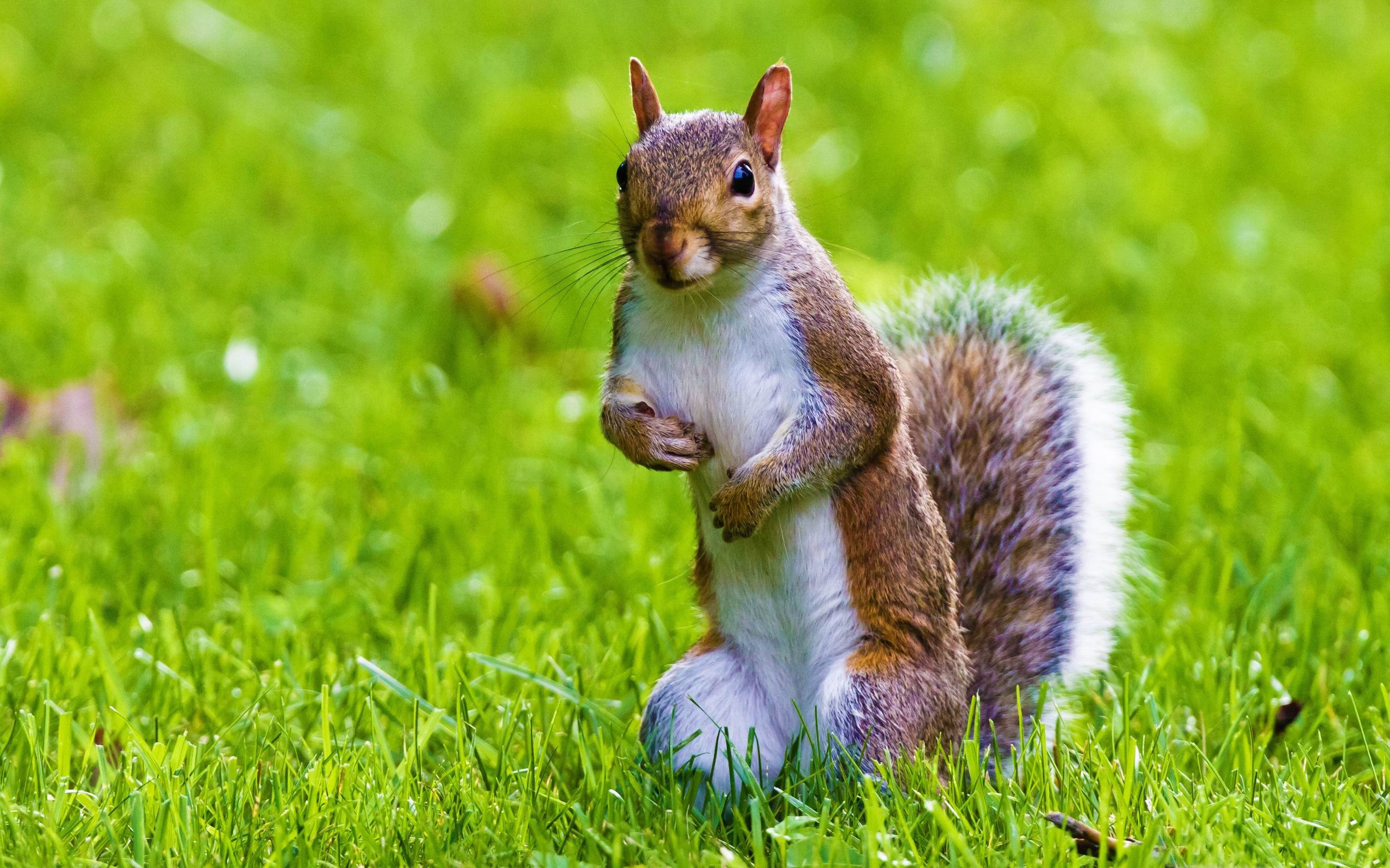 Cute Squirrel Wild Animal Desktop