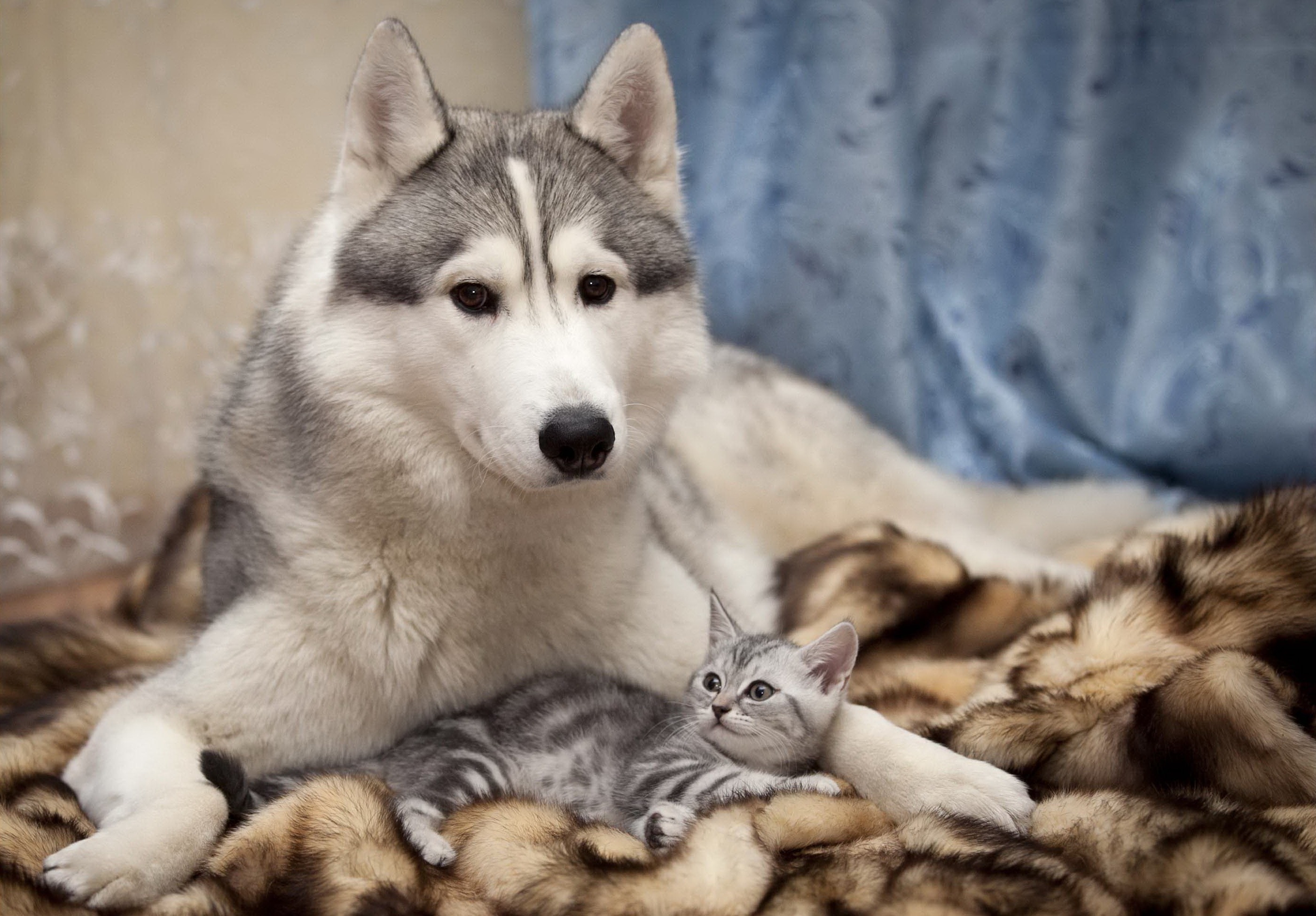 Cat & Dog wallpaper for desktop