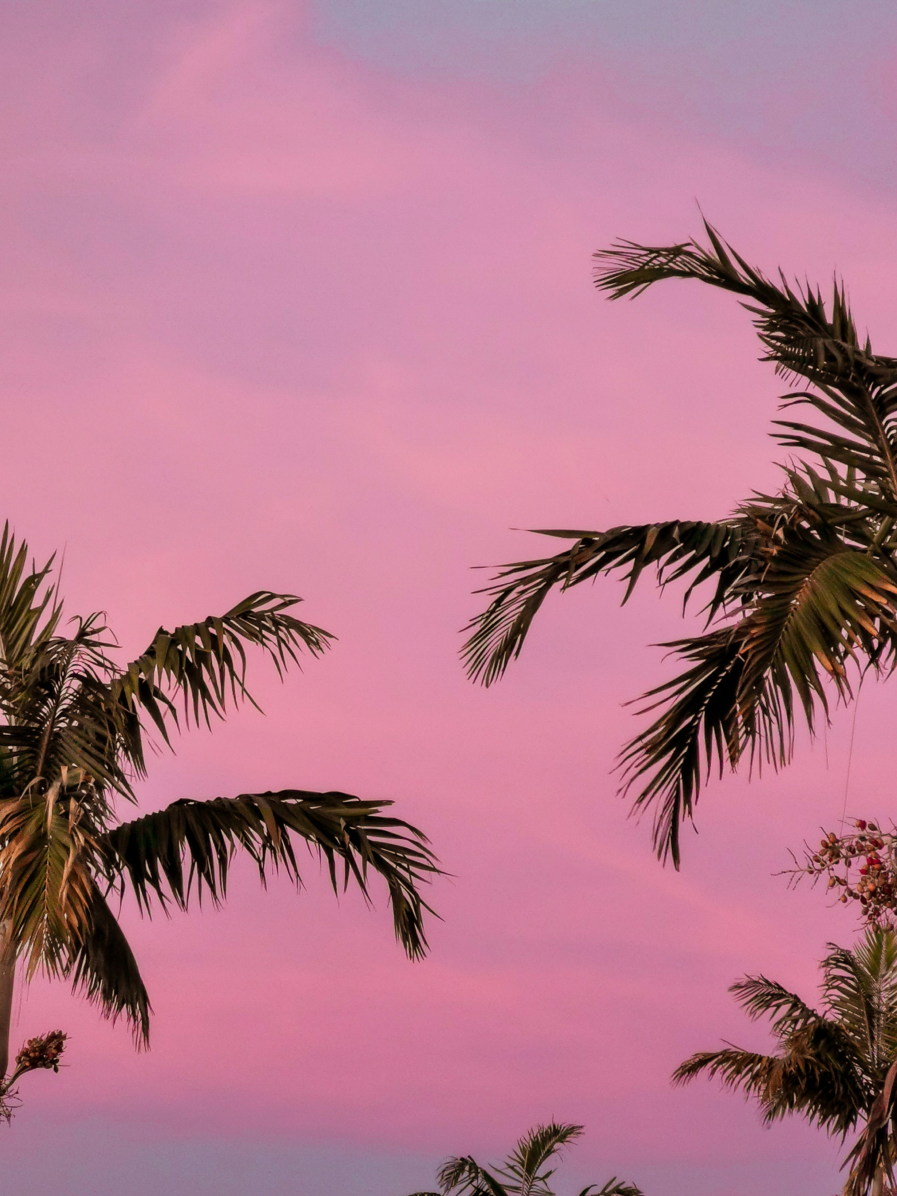Pink Aesthetic Picture. Download