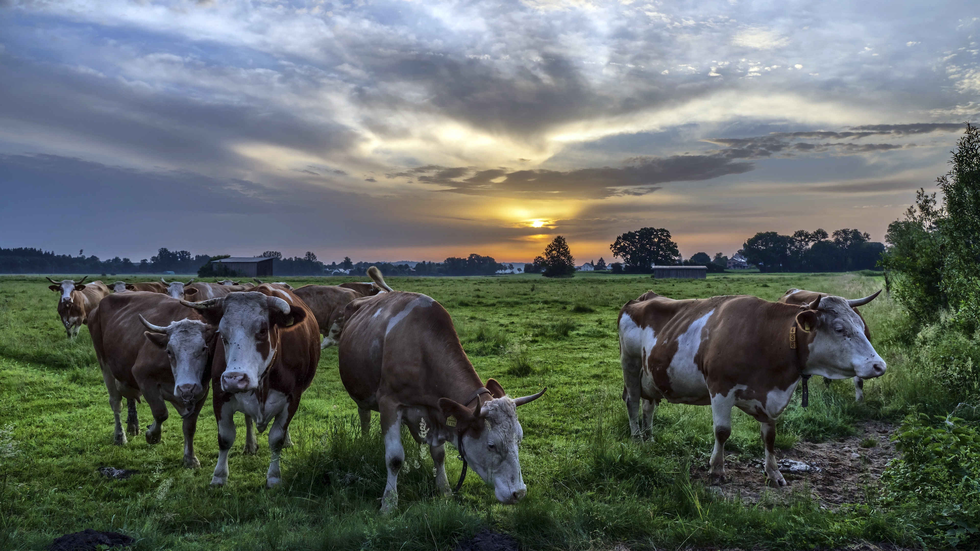 Cow Wallpaper
