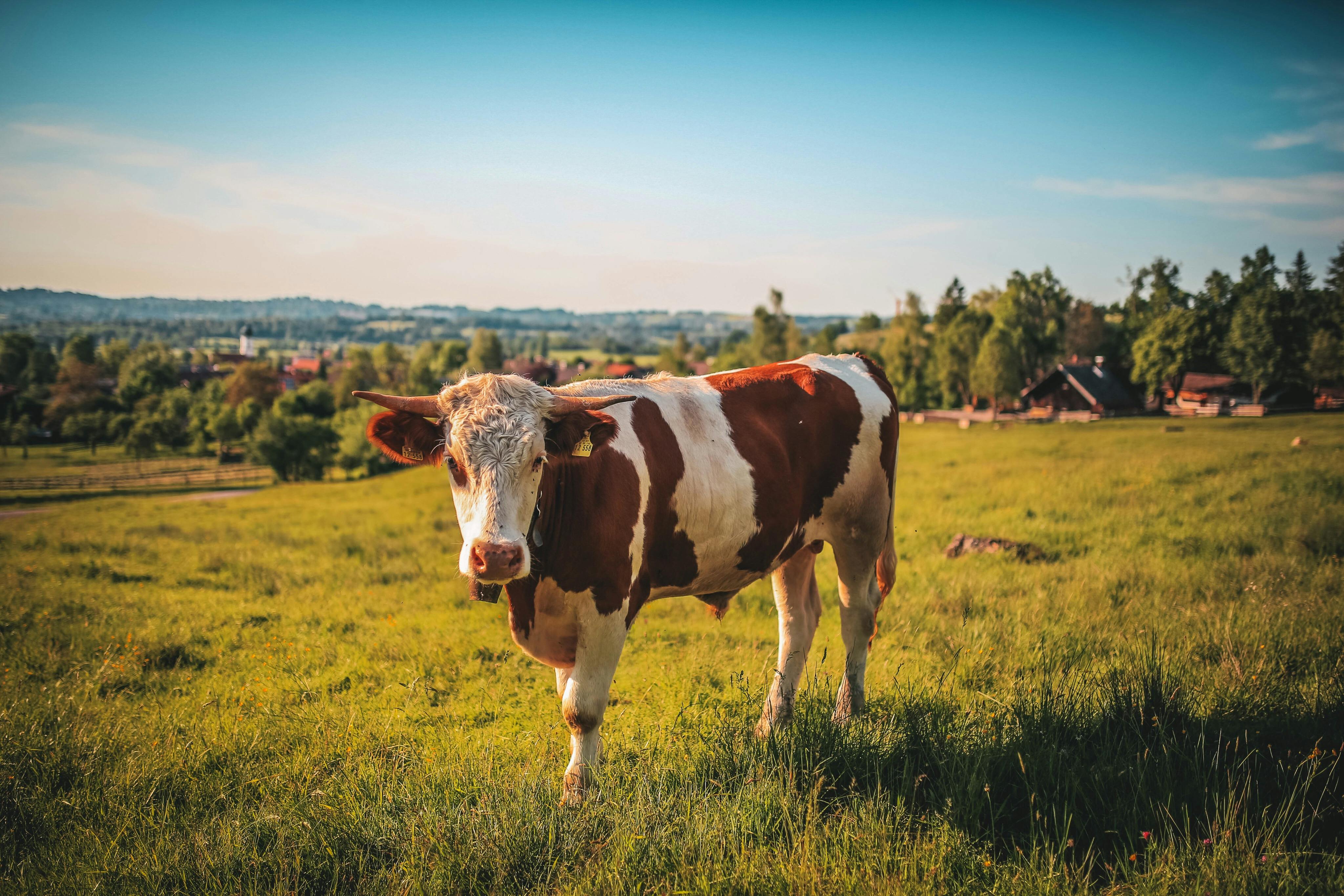 Brown and White Cow · Free