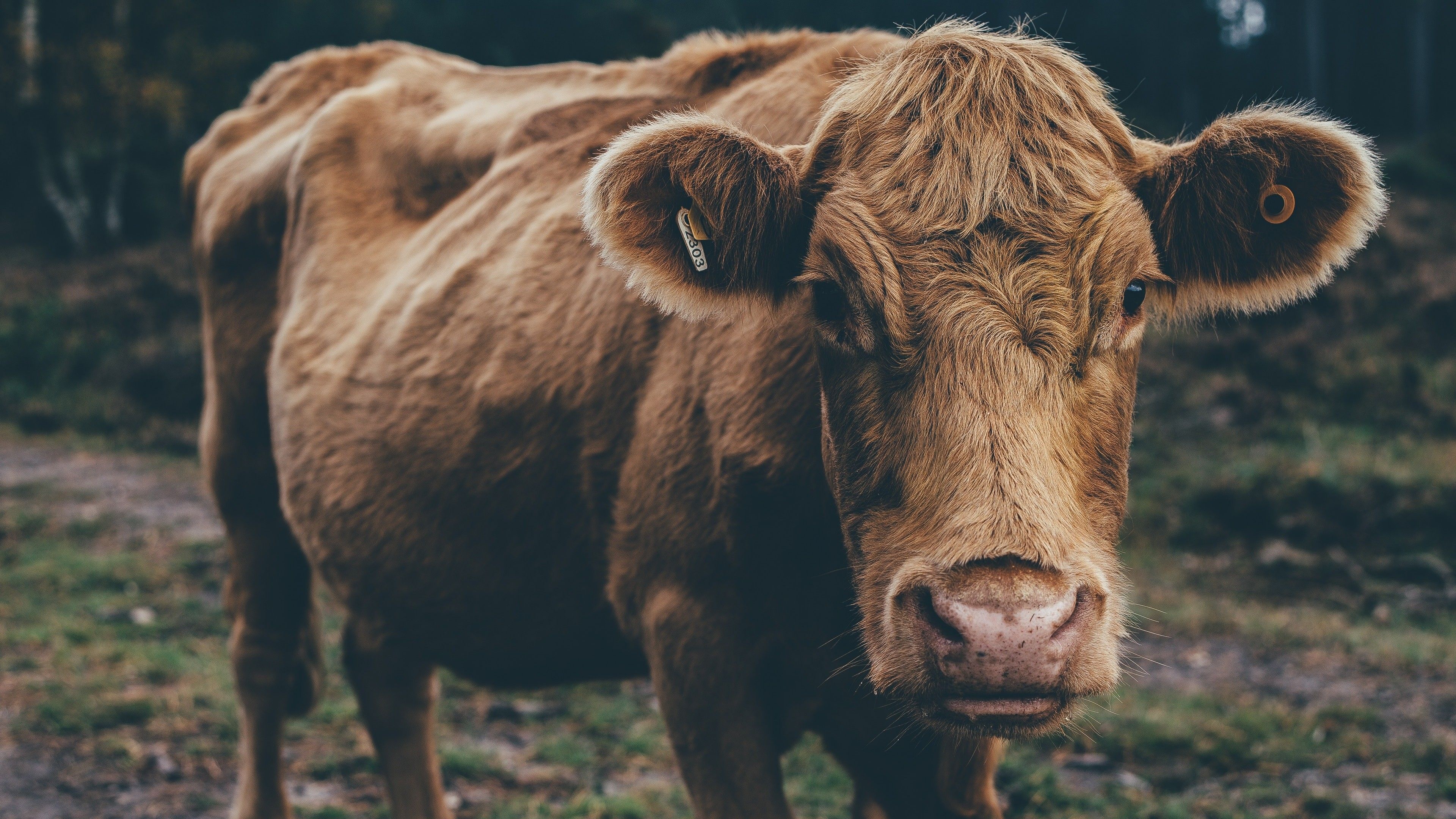 Cow Wallpaper