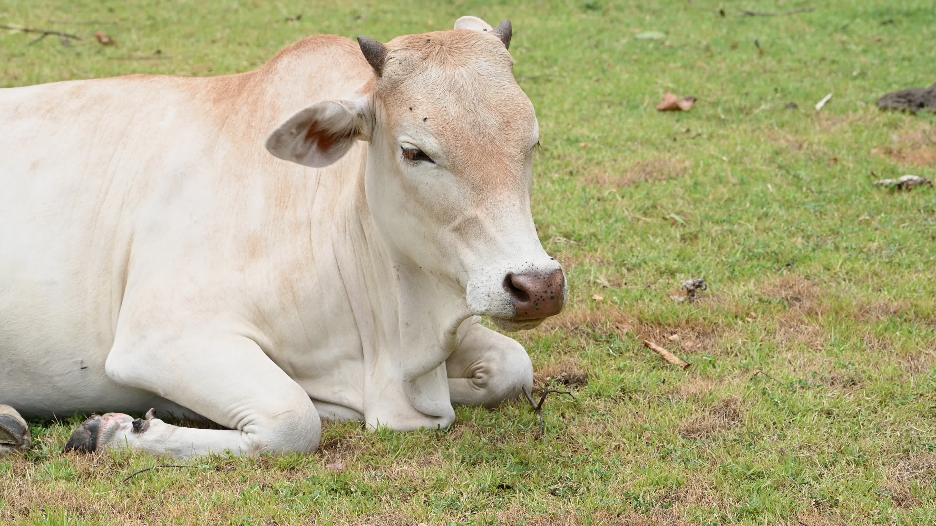 Cow Wallpaper