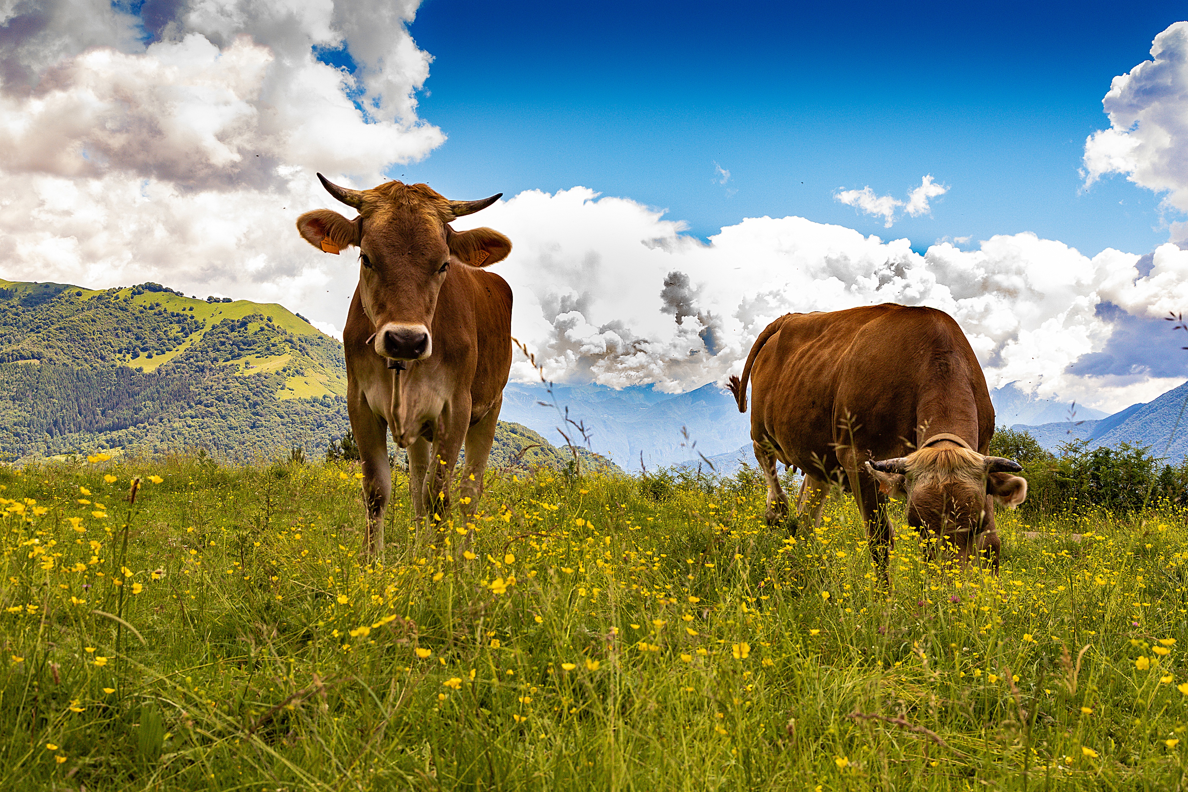 HD desktop wallpaper: Animal, Cow