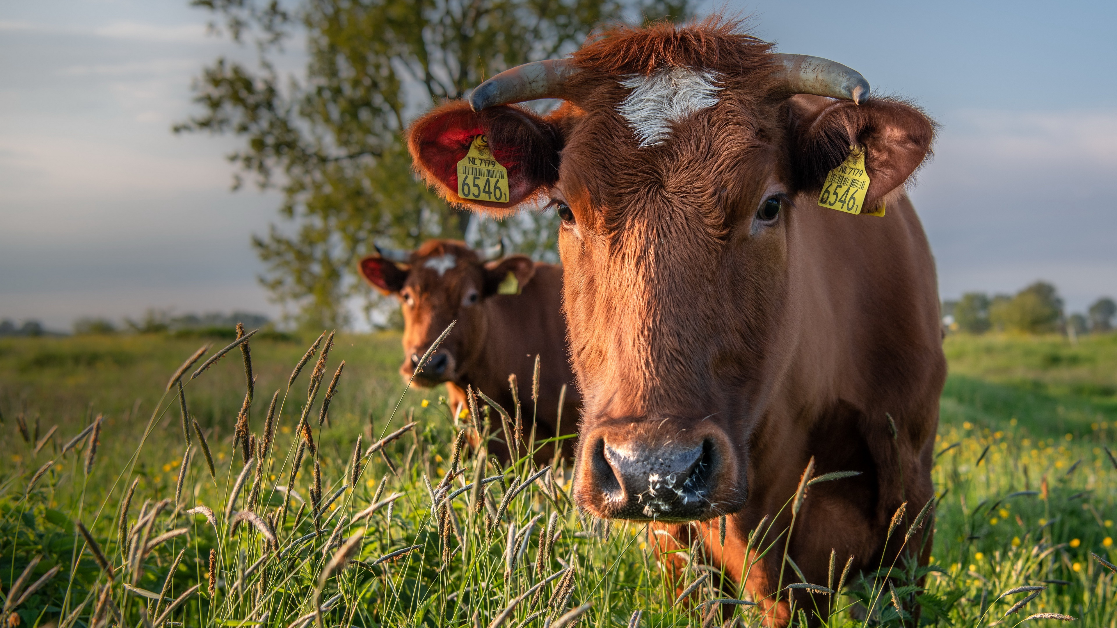 Cow Wallpaper