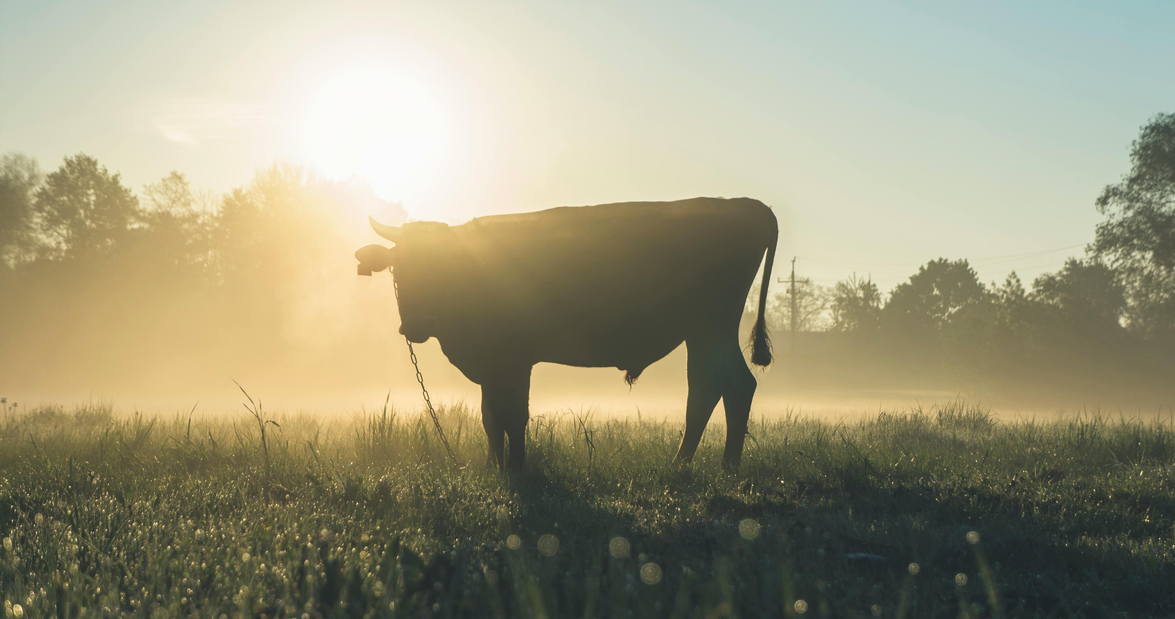 Bull Photo, Download The BEST Free