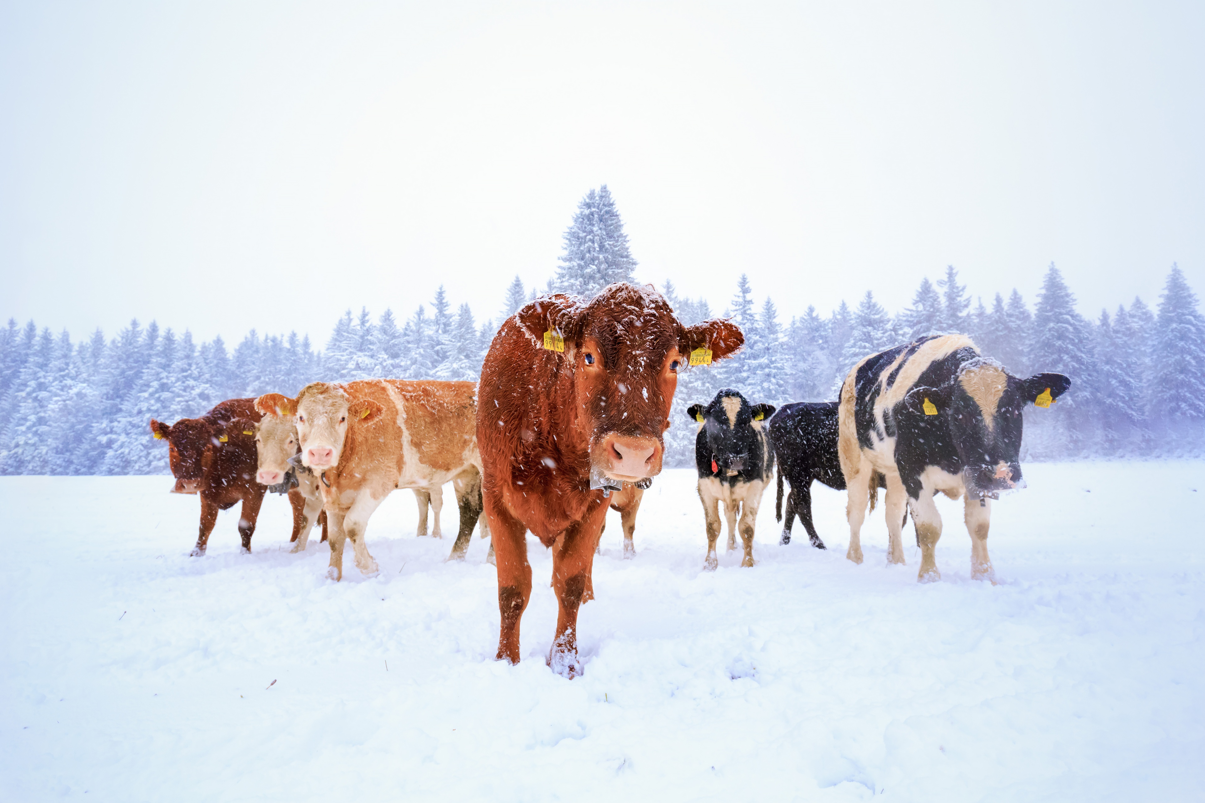 Download Snow Winter Animal Cow 4k