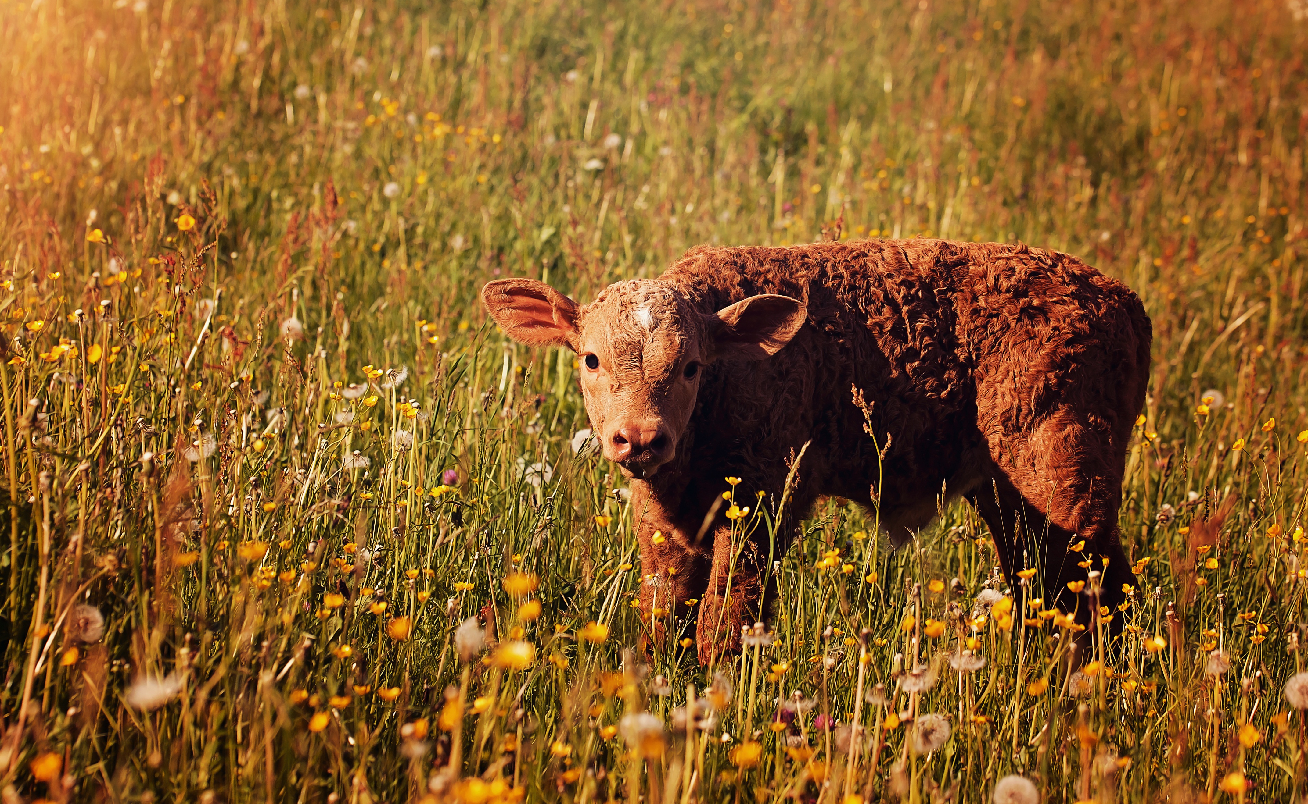 Baby Animal Meadow Animal Cow 4k