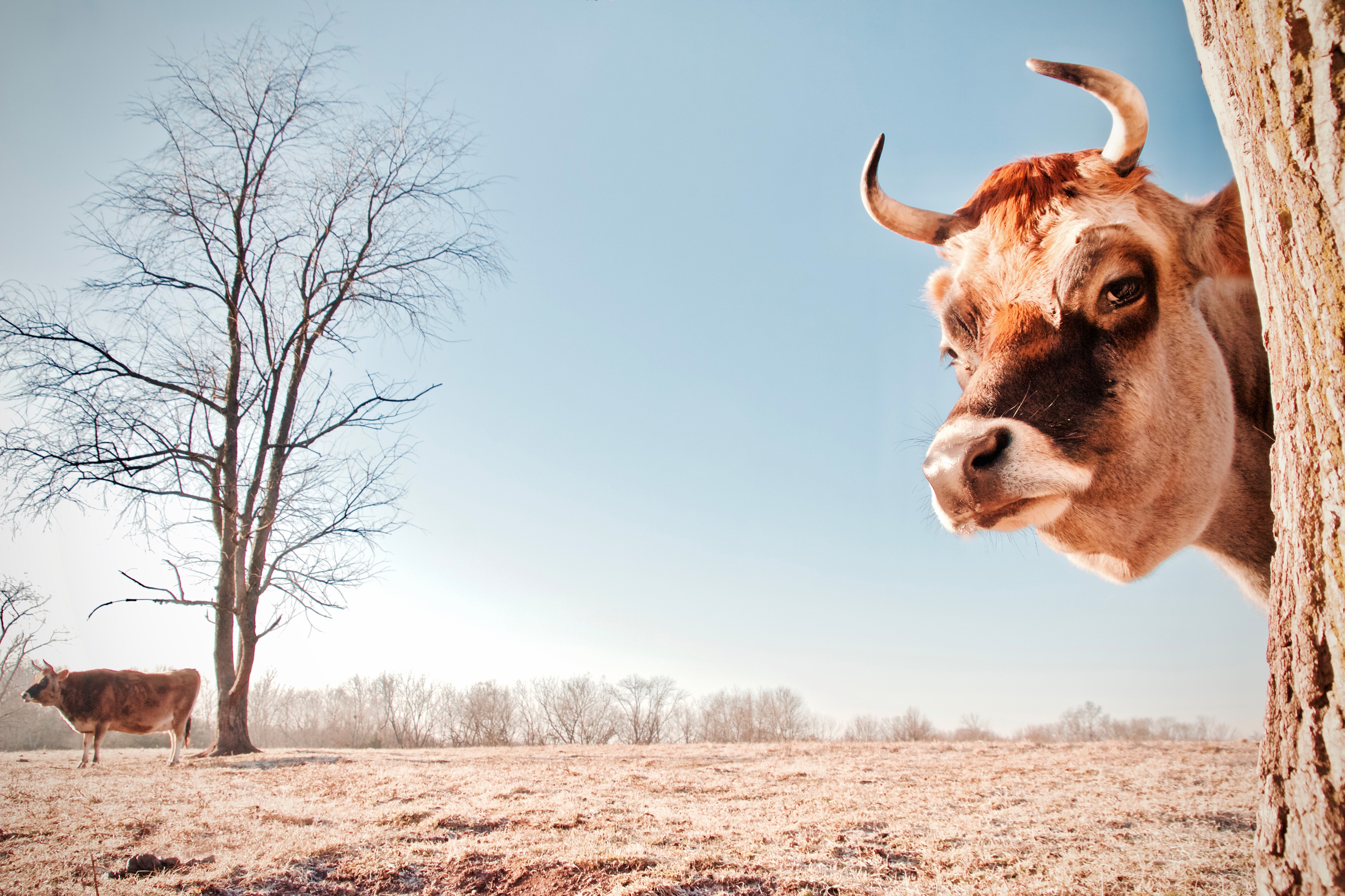 HD desktop wallpaper: Animal, Cow
