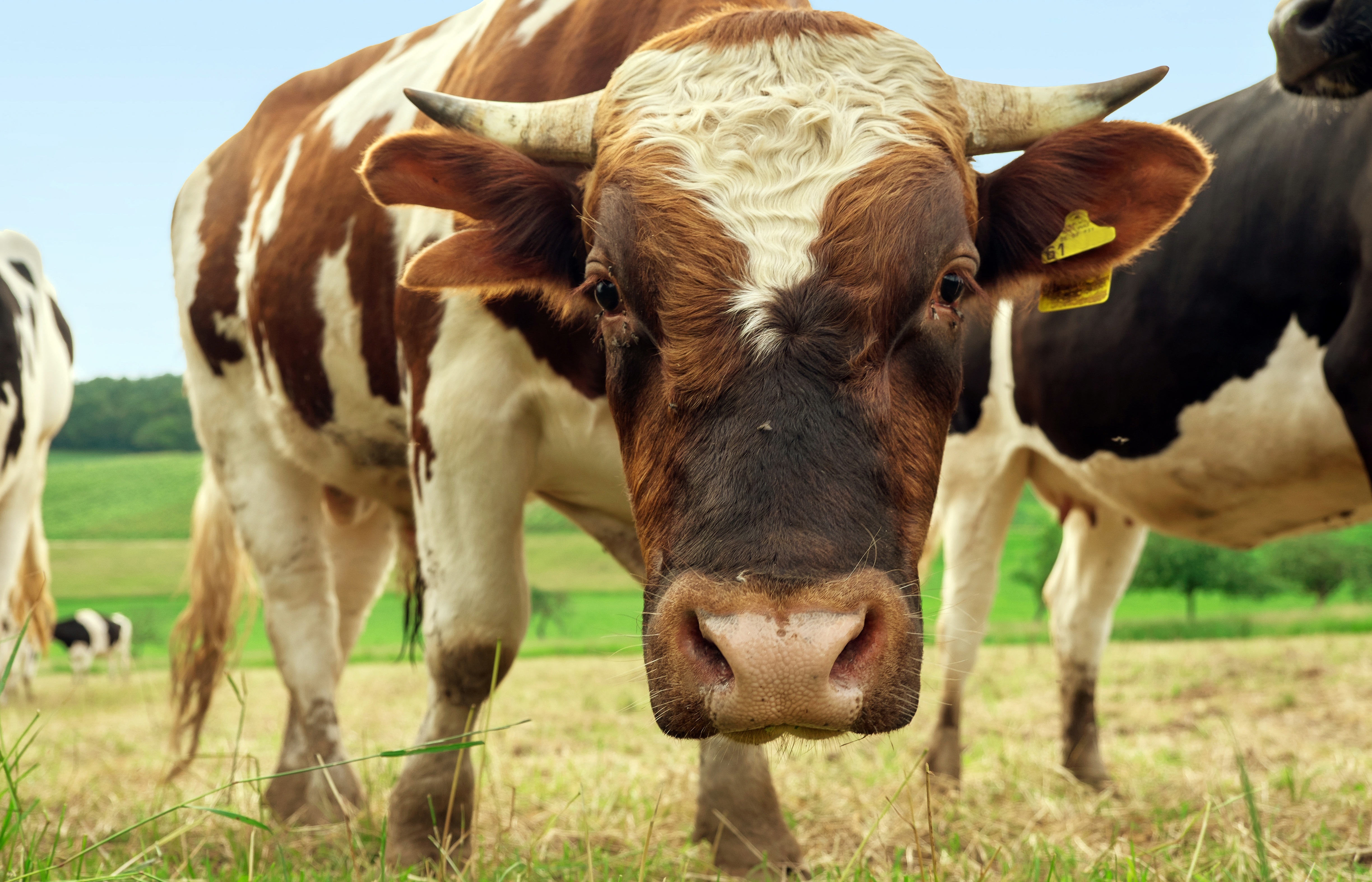 HD desktop wallpaper: Animal, Cow