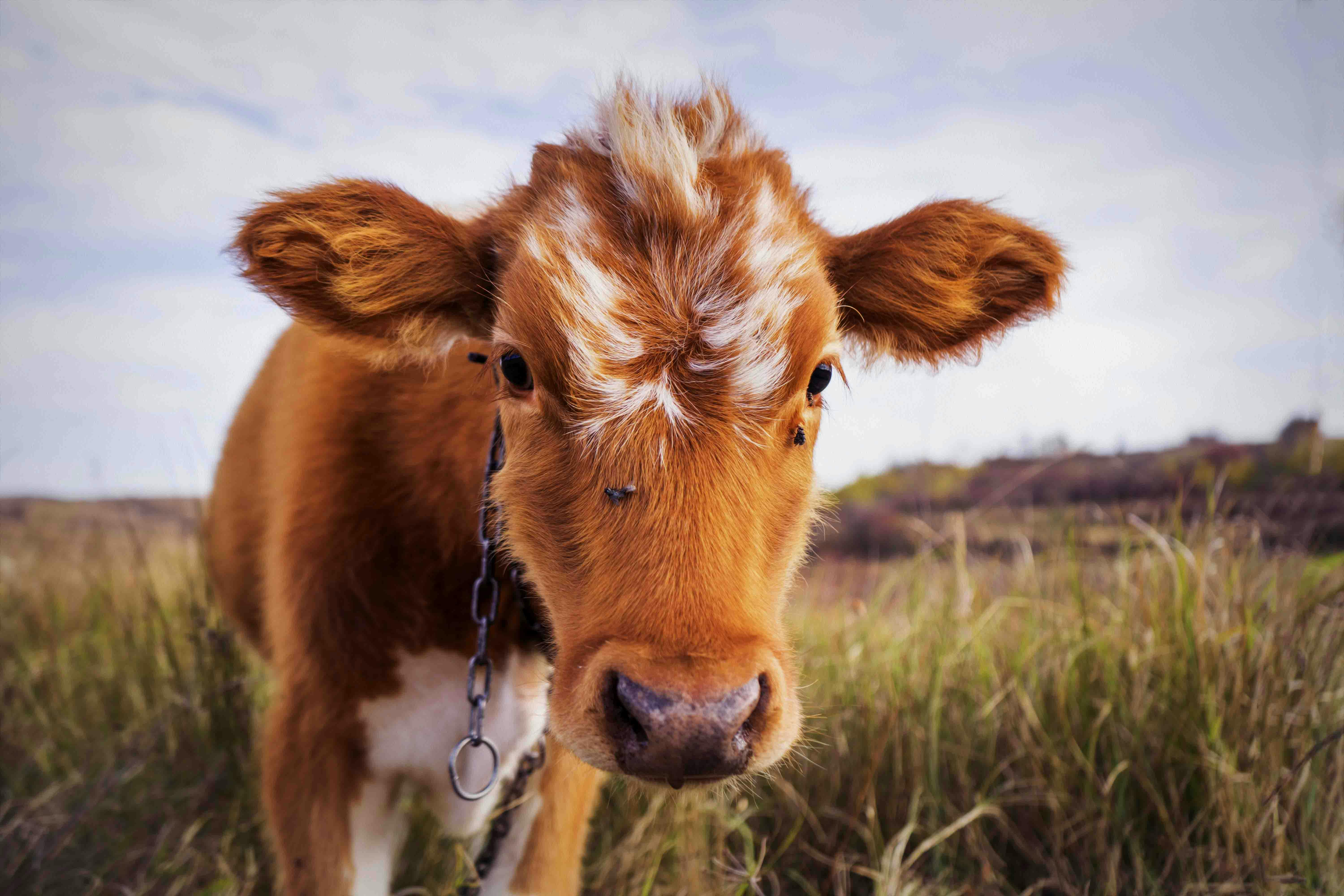 Baby Cow Photo, Download The BEST Free