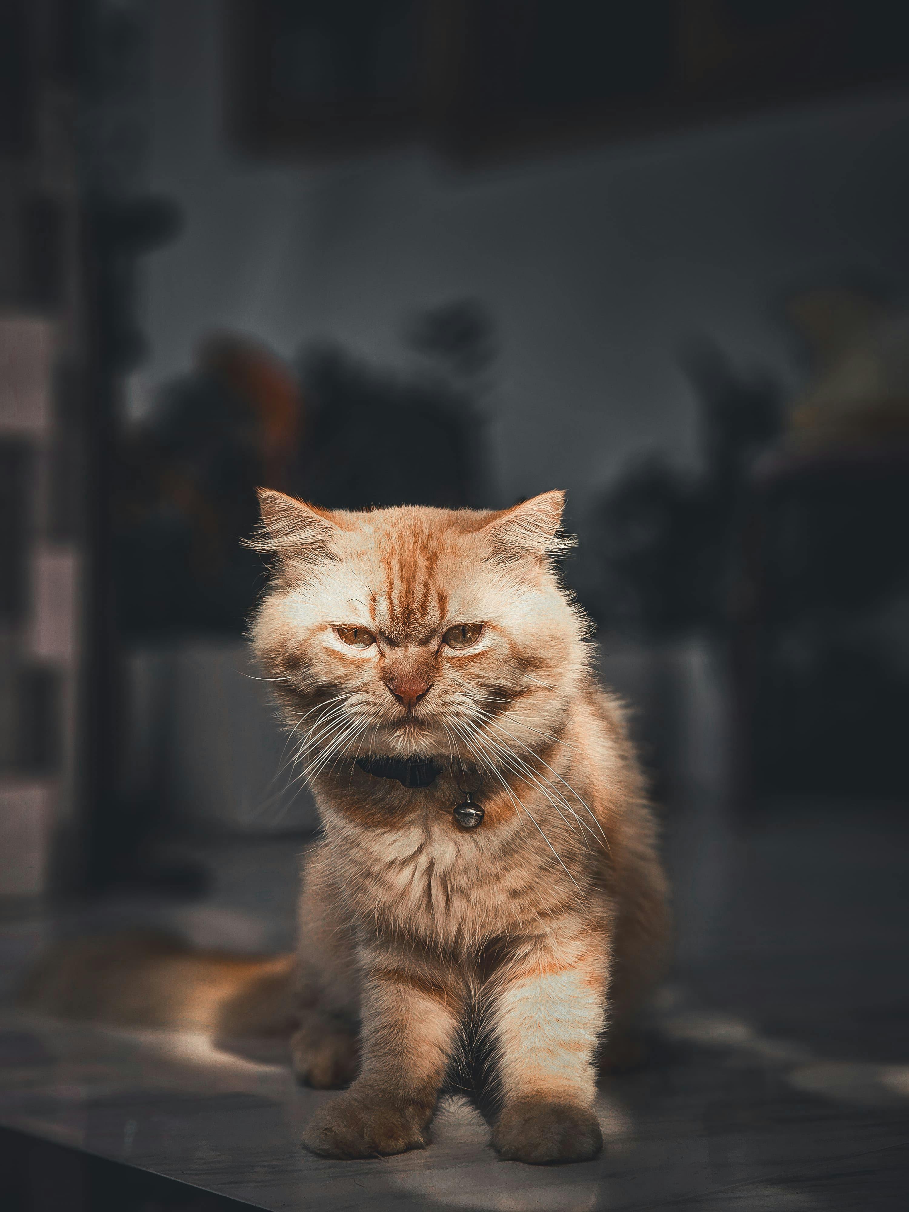 Furry Orange Cat · Free