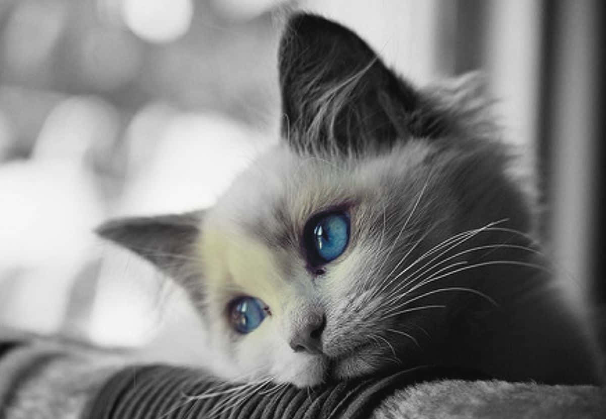 Sad Cat Gazing Outside Background